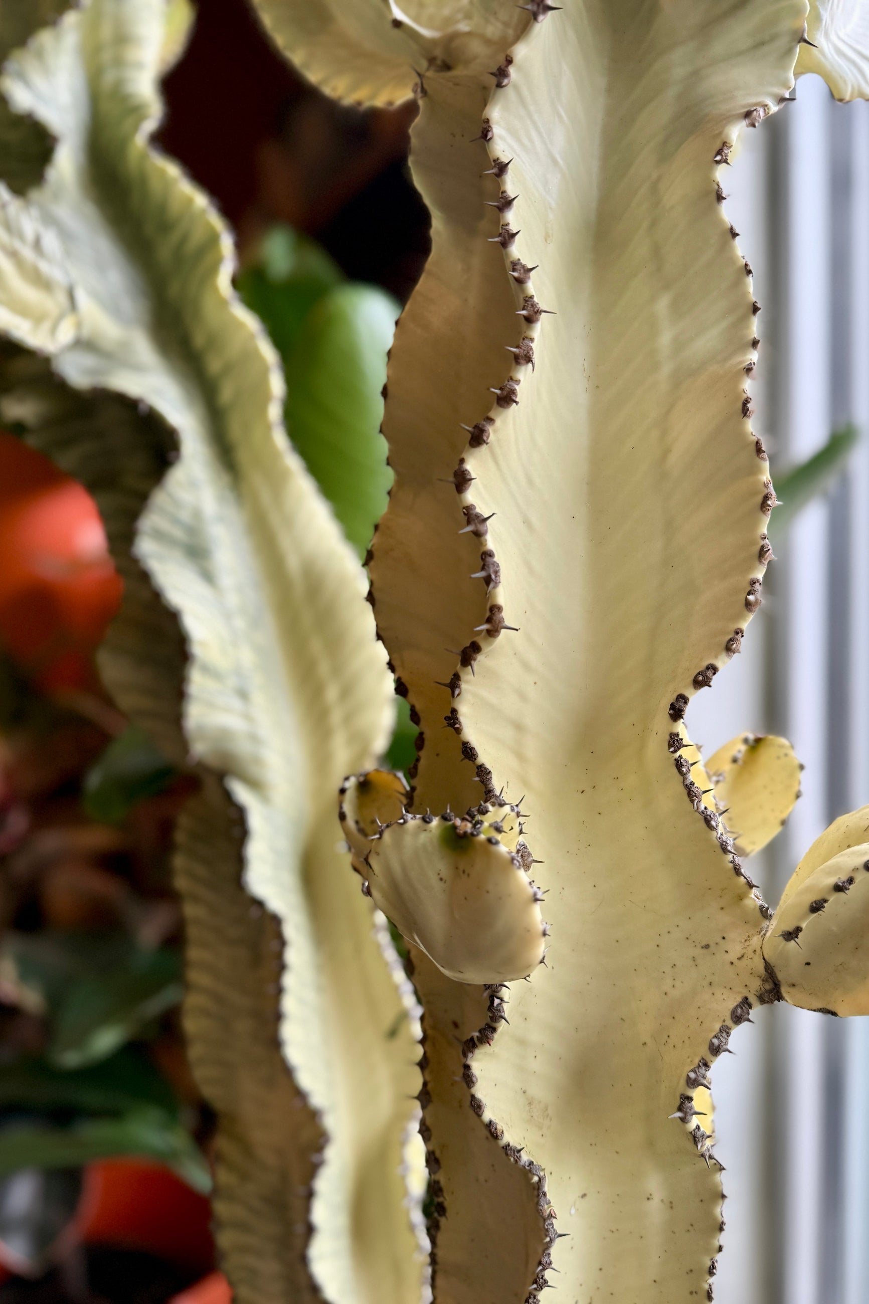 Close-up of a Euphorbia ammak 'Variegata'  plant with spiky leaves. ©Sprout Home