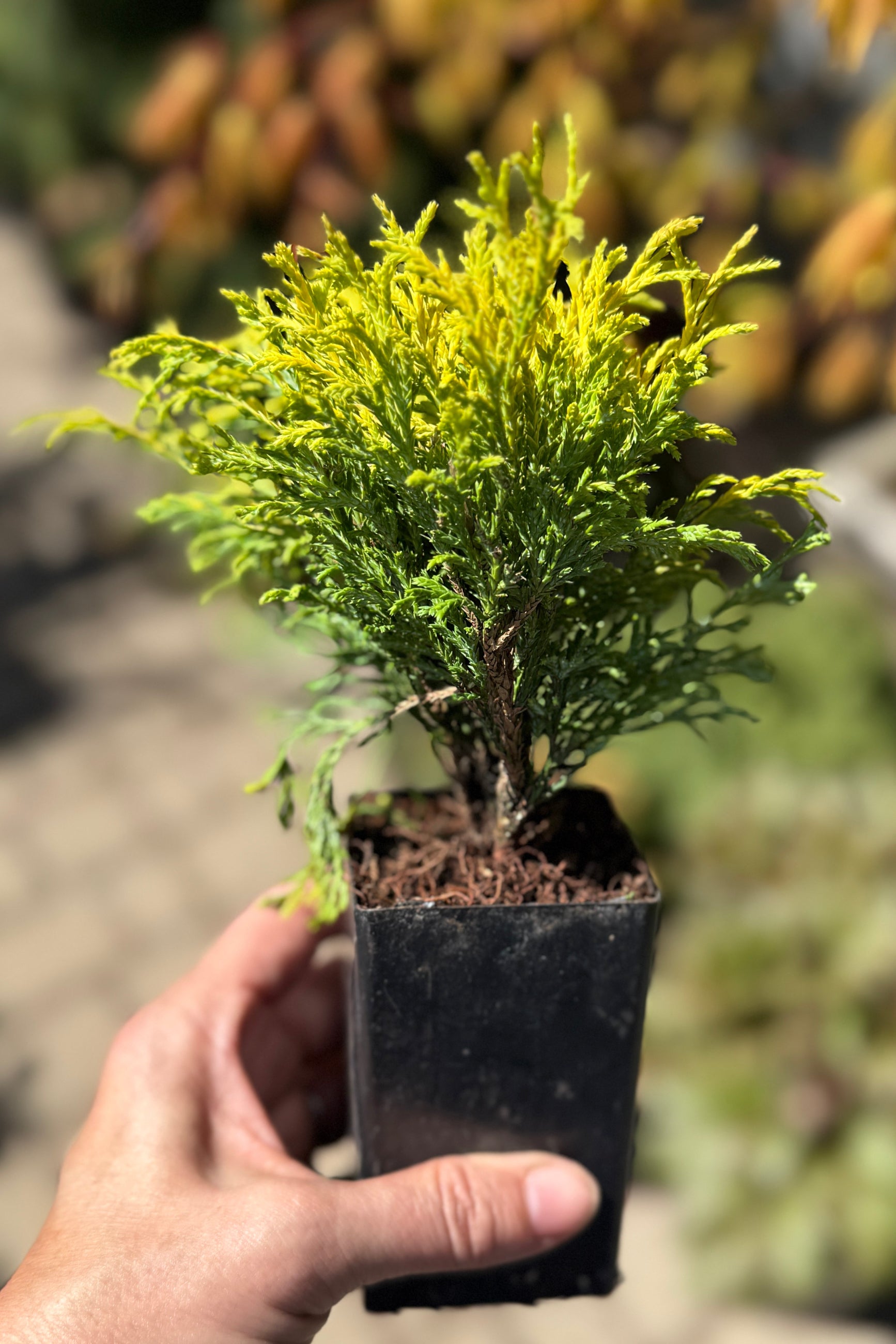 Miniature Chamaecyparis 'Golden Mops' ©Sprout Home