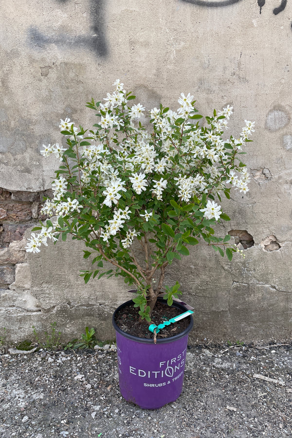 Exochorda 'Lotus Moon' in a #2 growers pot in full bloom mid April against a concrete wall. 