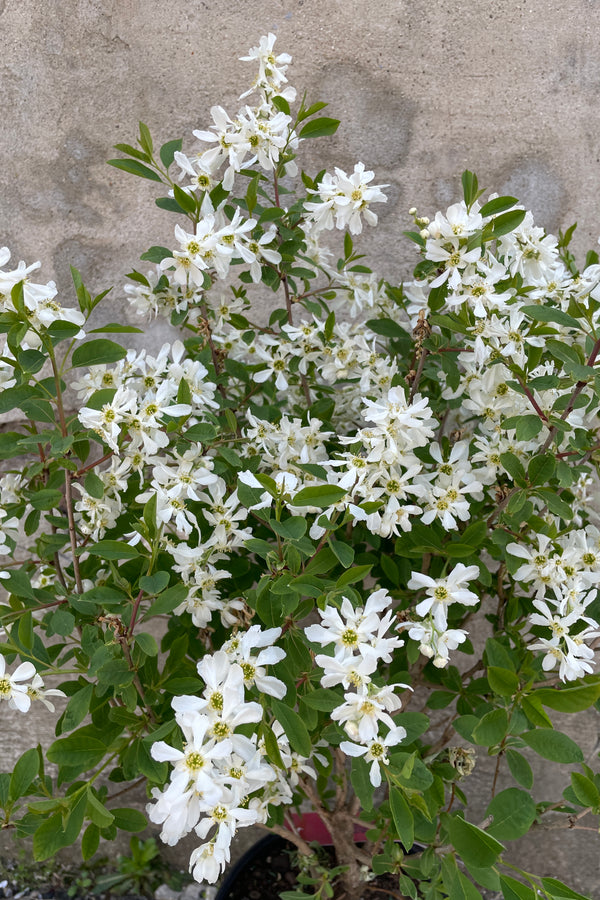 The Exochorda 'Lotus Moon' in full bloom up close showing its white flowers the middle of April. 