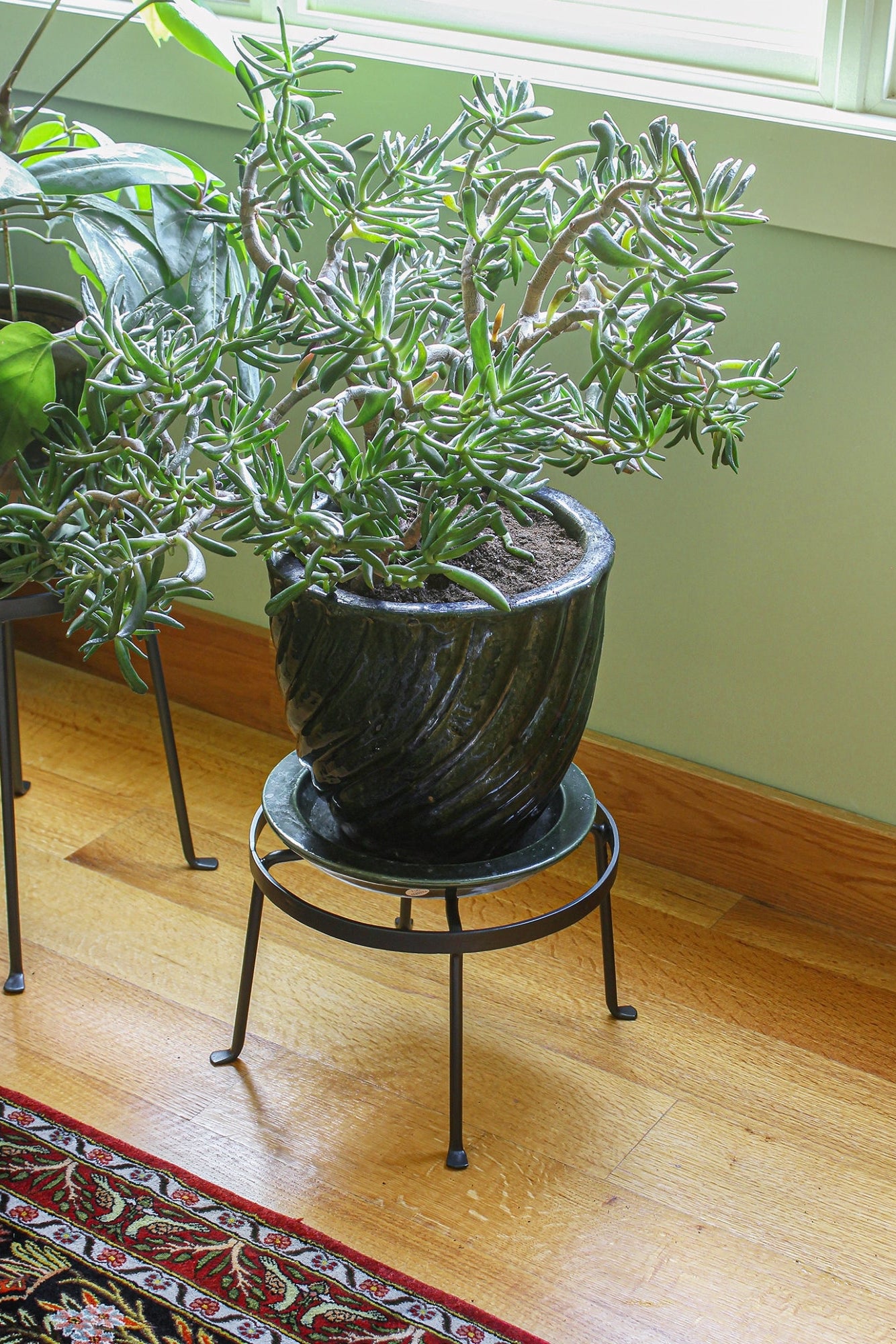 Potted plant on a stand in a room with wooden floor and green wall. ©Achla Designs