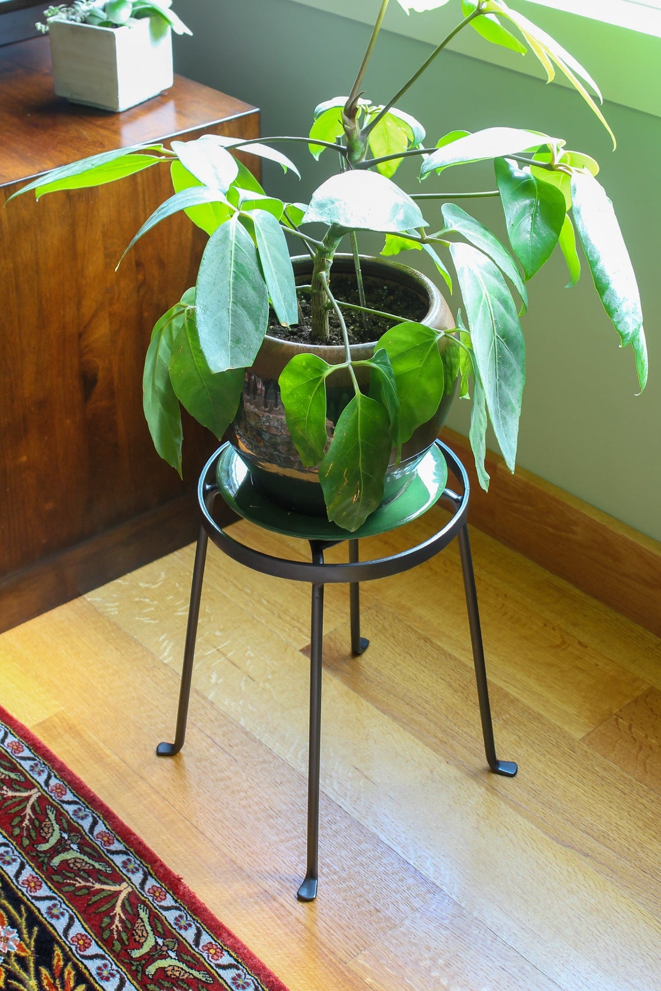Potted plant on a small metal stand in a room with wooden floor and green wall.©Achla Designs