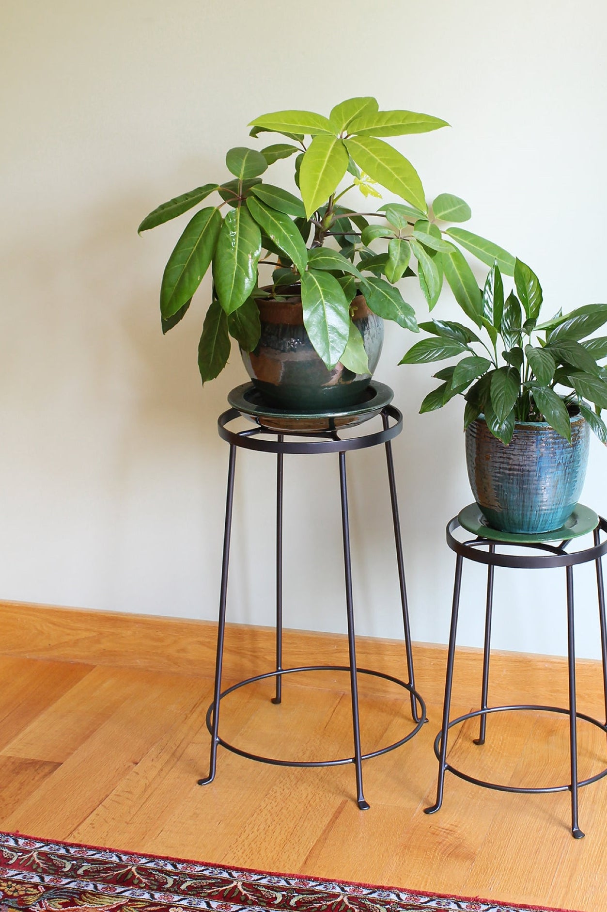 Two potted plants on metal stools against a white wall. ©Achla designs