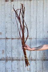 Photo of a hand holding a bunch of fantail willow sticks in front of a gray wall. The stick are warm brown with undulating and curling shapes.