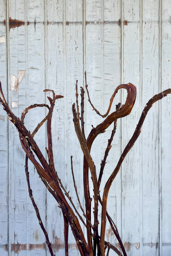 Close up photo of a bunch of fantail willow sticks in front of a gray wall. The stick are warm brown with undulating and curling shapes.