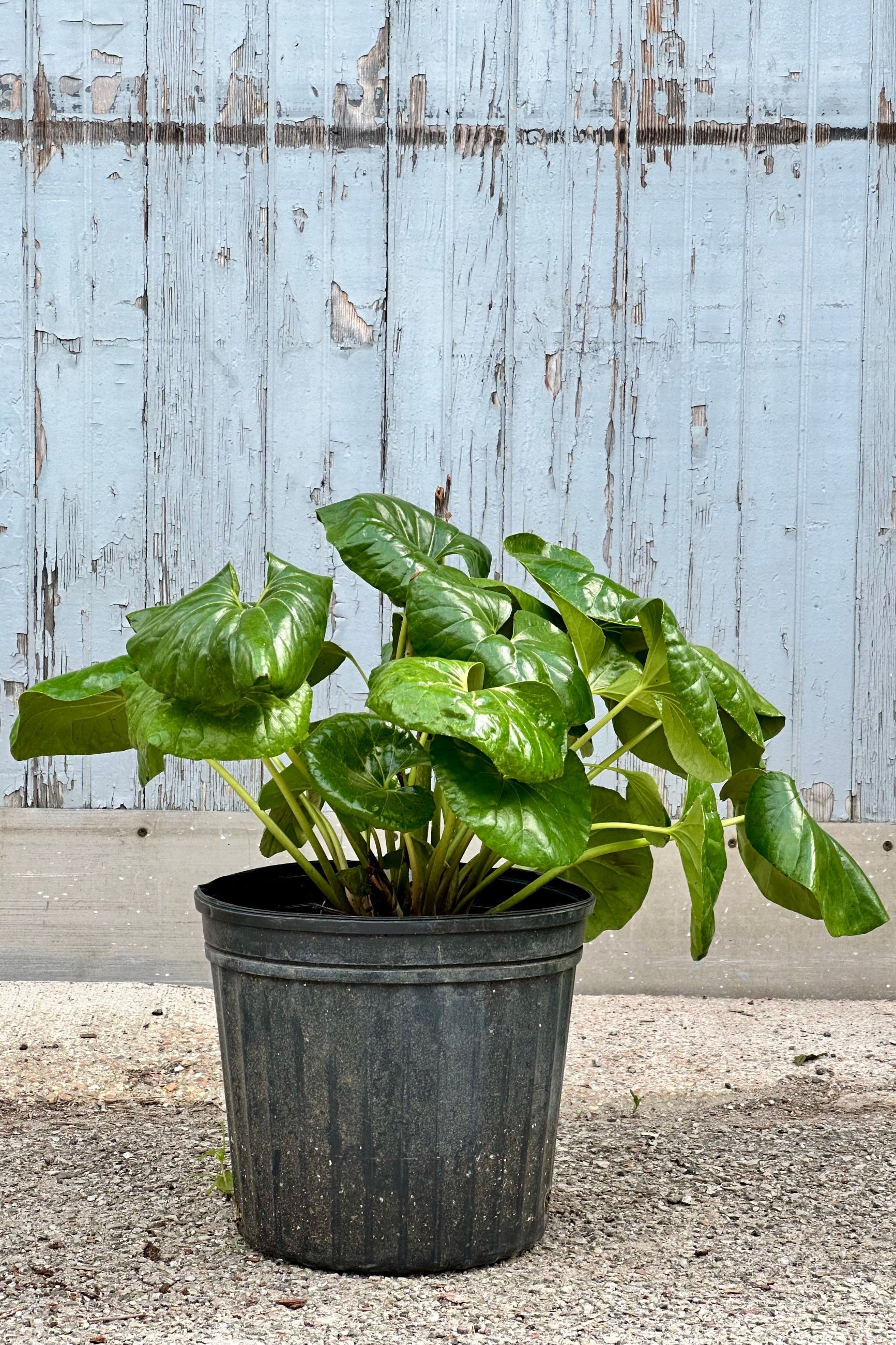 Farfugium 'Gigantea' in a 12" growers pot with its Lilly like leaves   ©Sprout Home