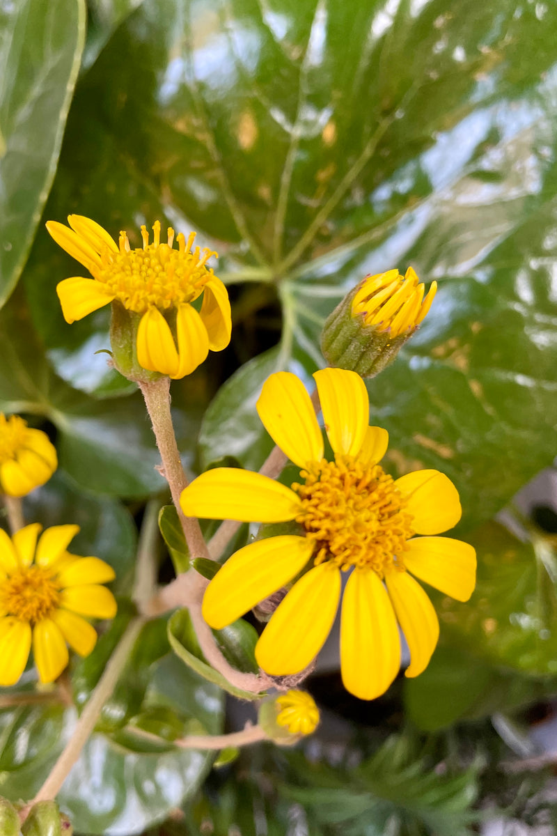 The yellow flowers up close on the Farfugium 'Gigantea' the middle of June