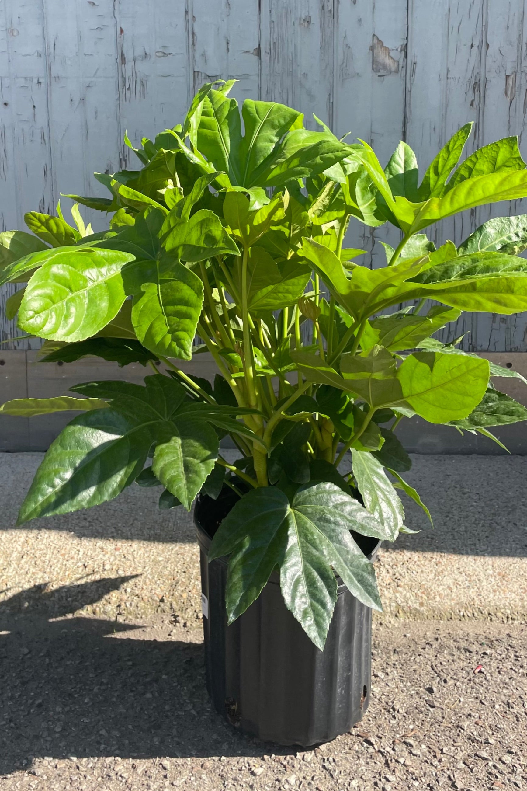 Photo of a plant with large palmately lobed leaves of solid green. The plant is in a black pot in front of a gray wall. Fatsia japonica. ©Sprout Home