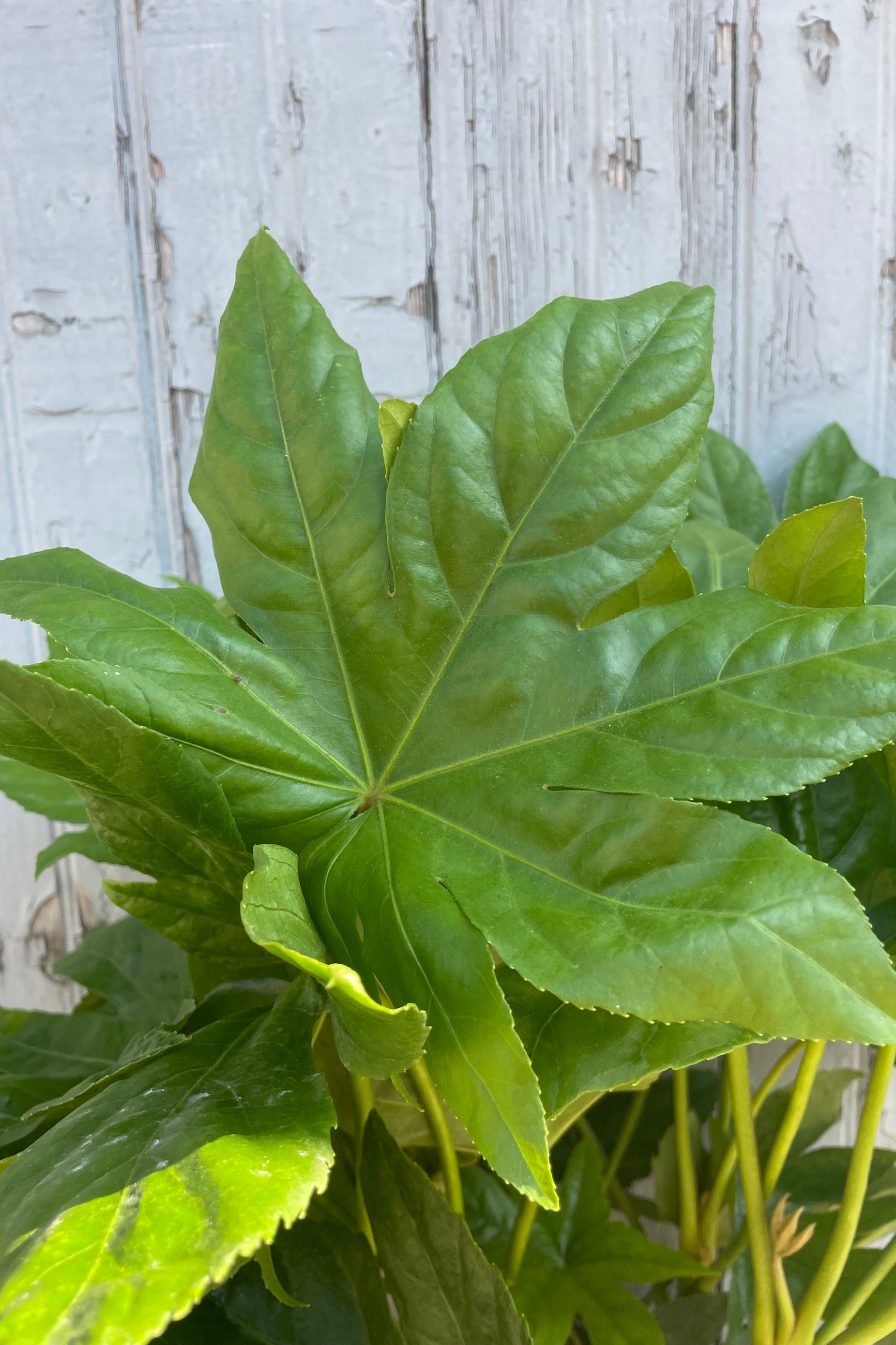 Close photo of the large green palmately lobed leaves of Fatsia japnica. ©Sprout Home