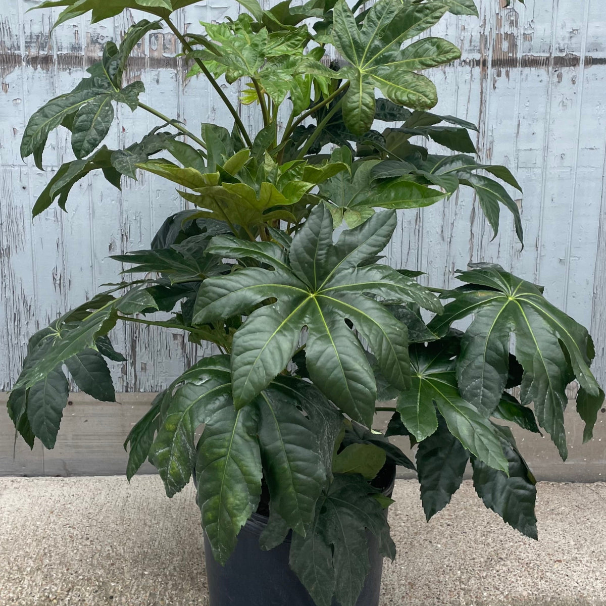 fatsia indoor plant Fatsia japonica 14"