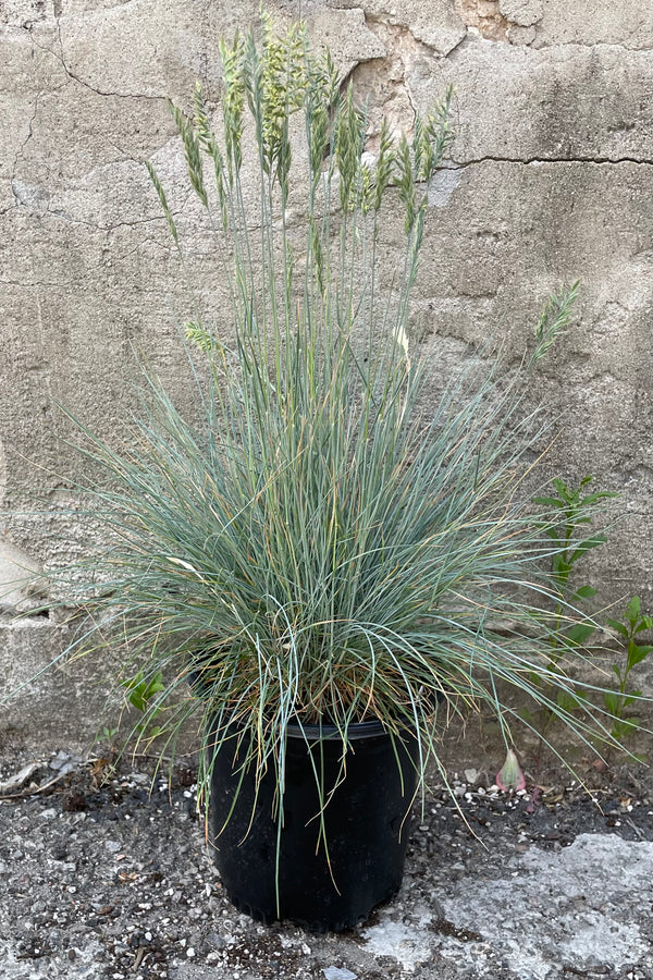 Festuca 'Elijah Blue' in a #1 grower's pot showing it plumes and thin blue blades of grass like foliage the end of May