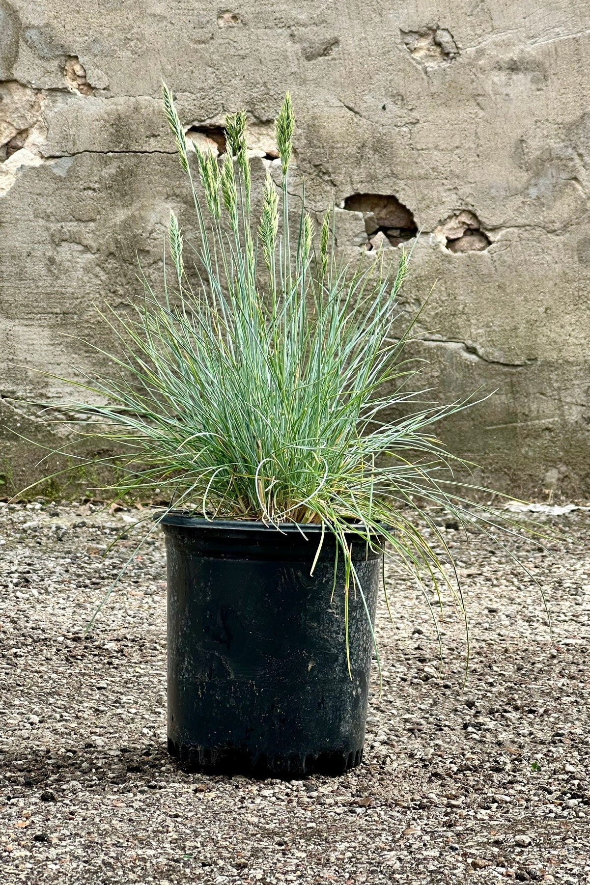 Festuca ' Beyond Blue' in a #1 growers pot mid May with its tufts of blue blades and the oat like flowers 