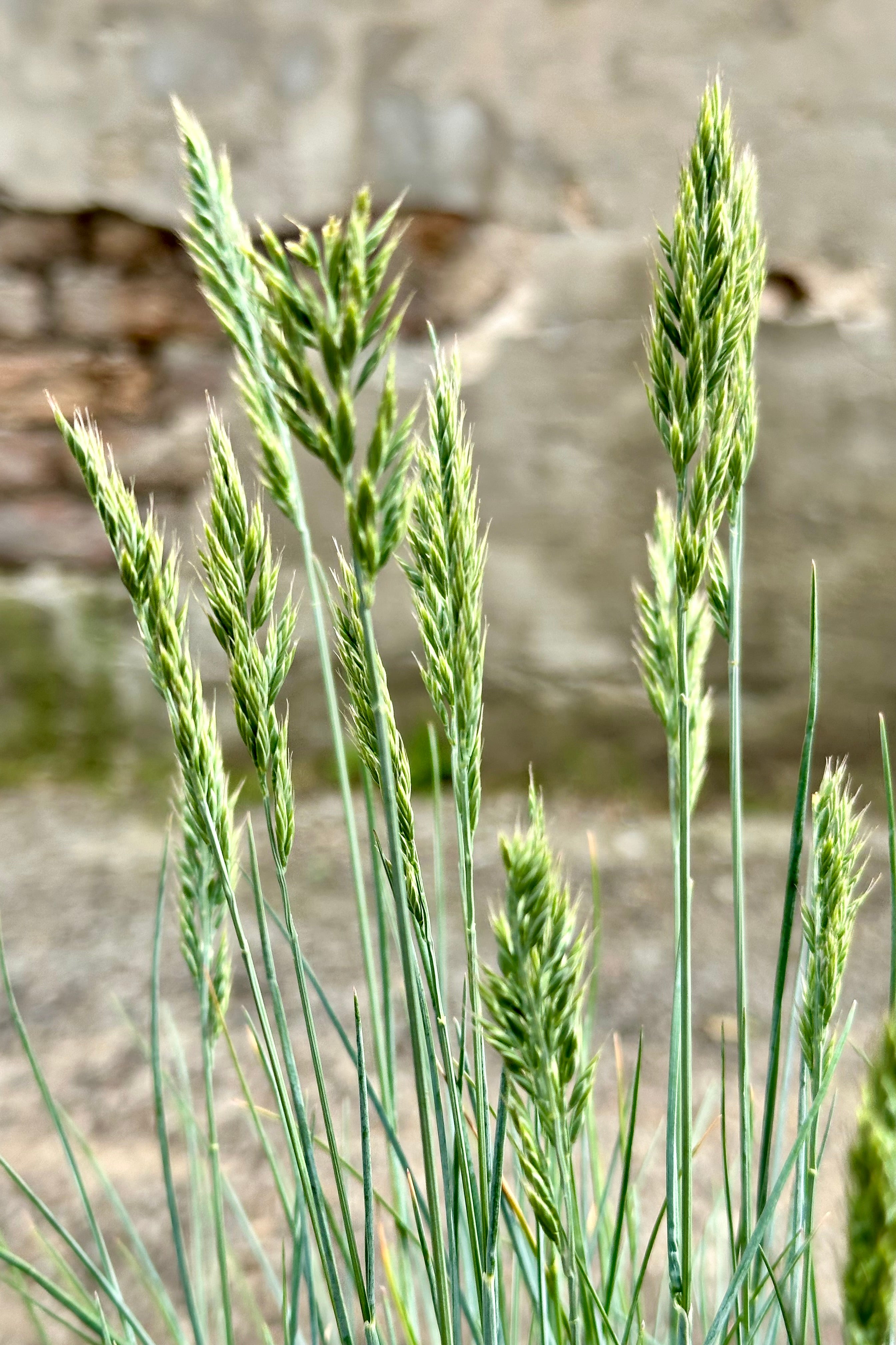 The oat like flower heads of Festuca 'Beyond Blue' mid May at Sprout Home