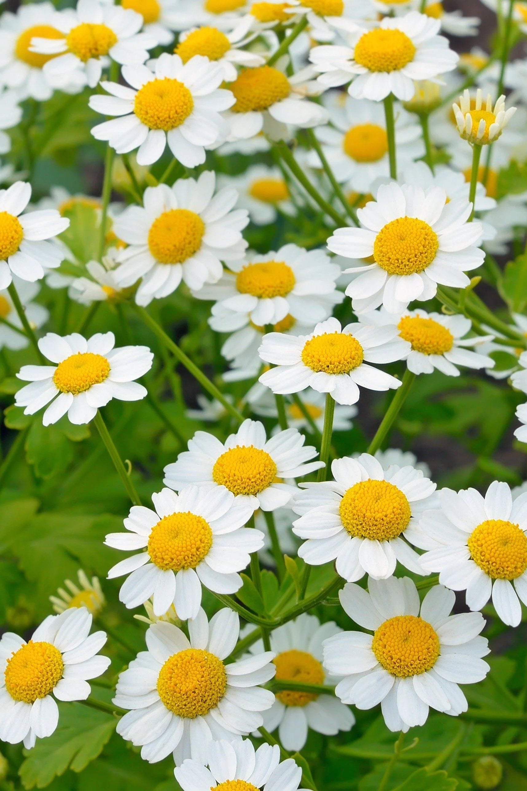 Close-up of white flowers Chamomile with yellow centers on a green background  ©Hudson Valley Seed Co.