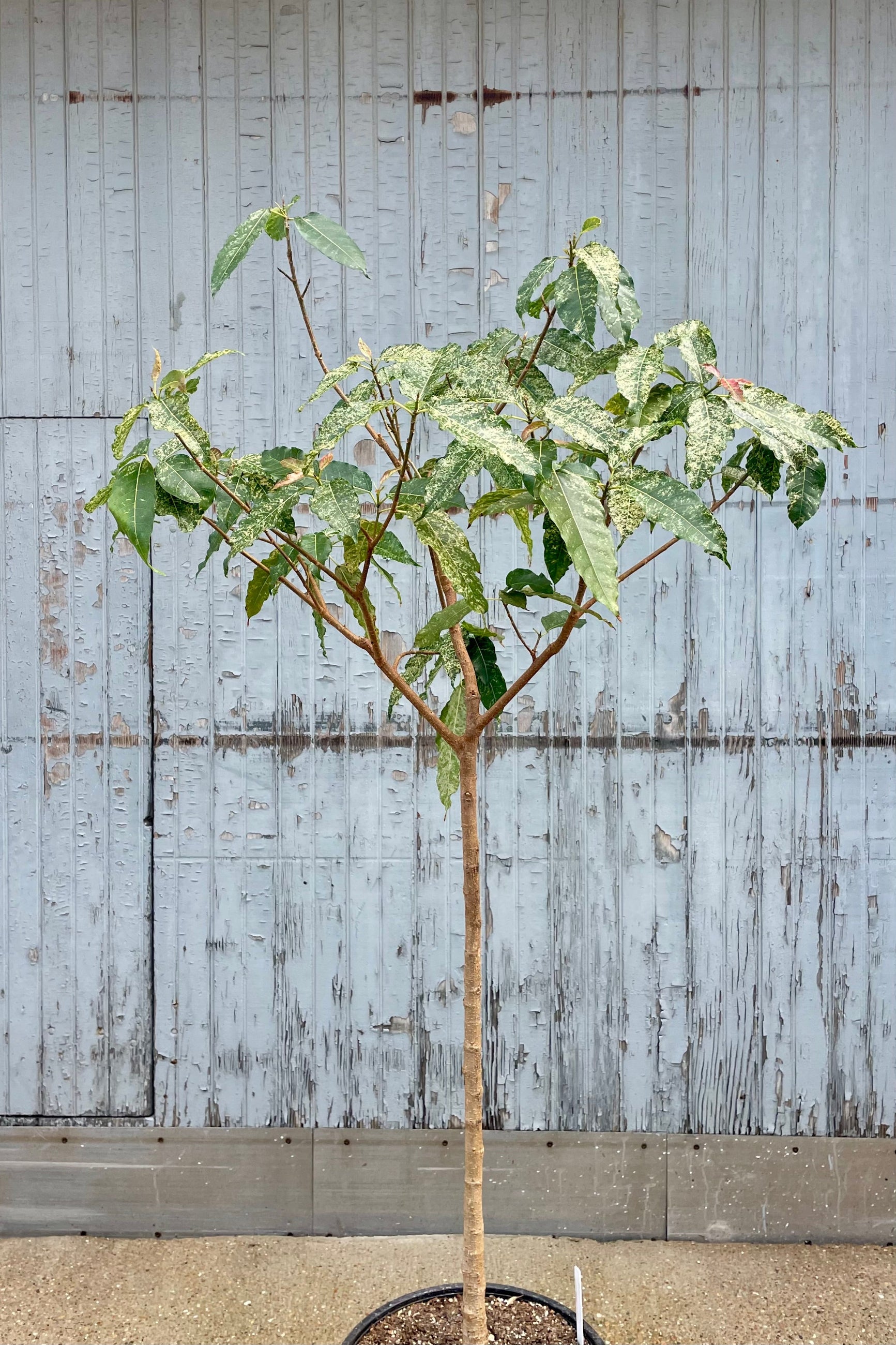 A tree with sparse foliage in front of a wooden wall. Ficus aspera ©Sprout Home
