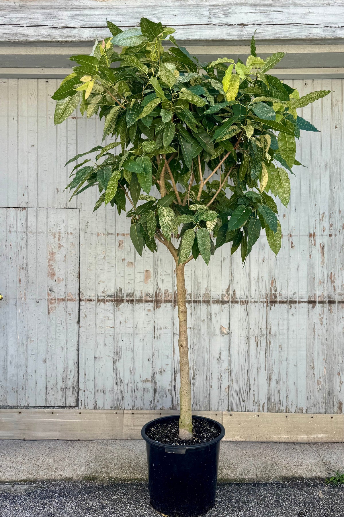 A tall potted tree in a black pot in front of a wooden wall outdoors. Ficus aspera Clown Fig ©Sprout Home