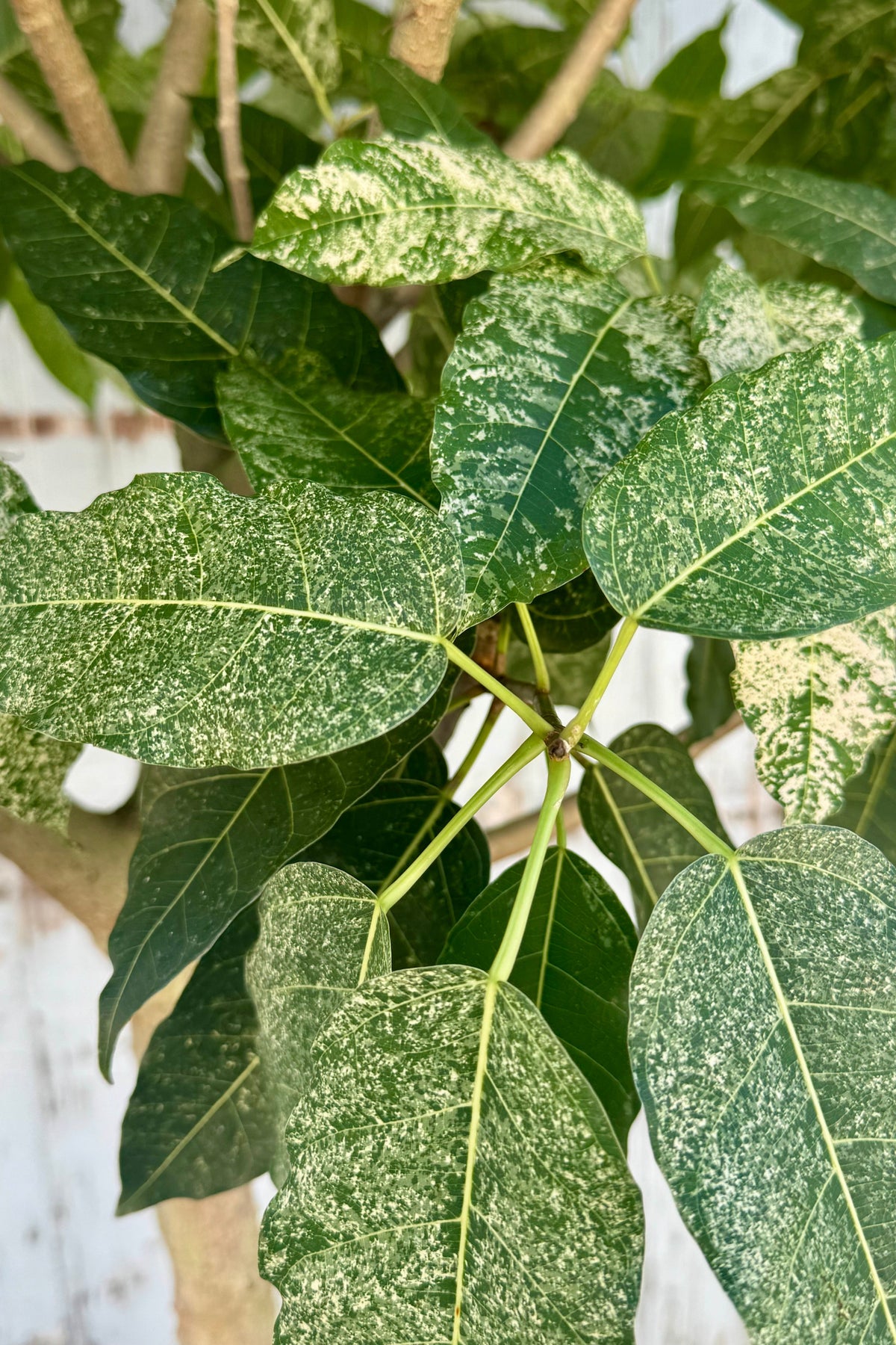 A close photo of mottled green and white leaves. Ficus aspera ©Sprout Home