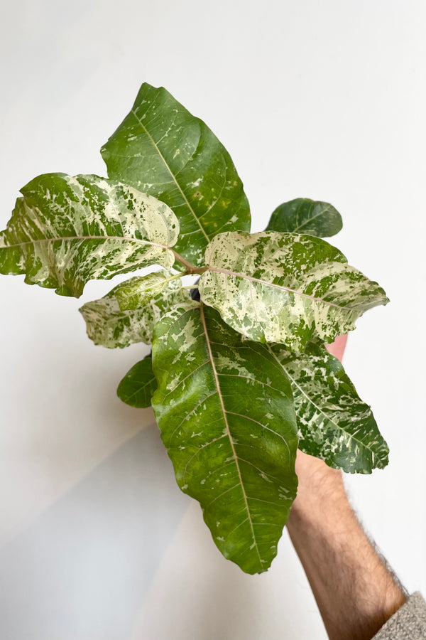 Photo of a Ficus aspera or "Clown Fig" plant. A hand holds the plant so that the top of the plant faces the viewer showing the green leaves heavily mottled with white Shown against a white wall.