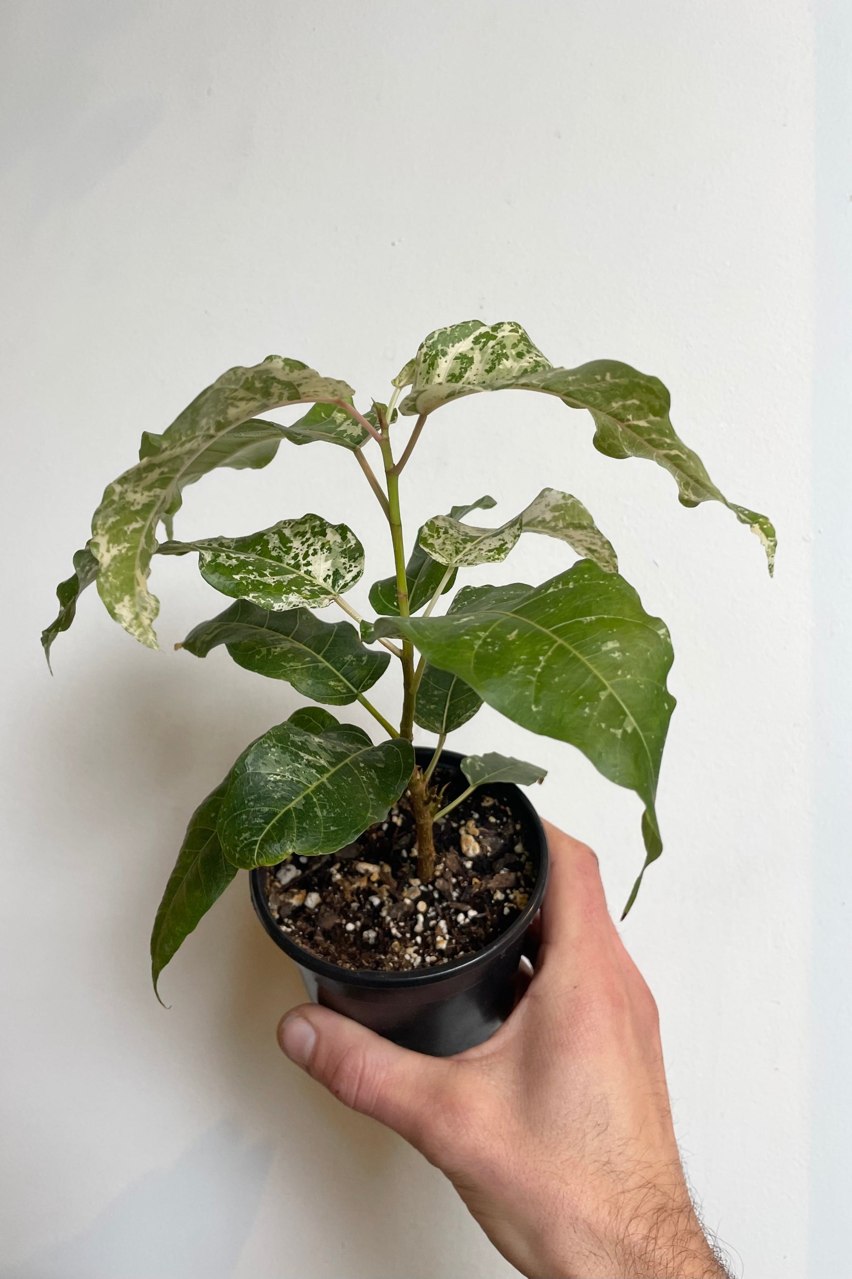 Photo of a Ficus aspera or "Clown Fig" plant. A hand holds the plant so that the side of the plant faces the viewer showing stems which hold green leaves heavily mottled with white growing in a black pot. Shown against a white wall. ©Sprout Home