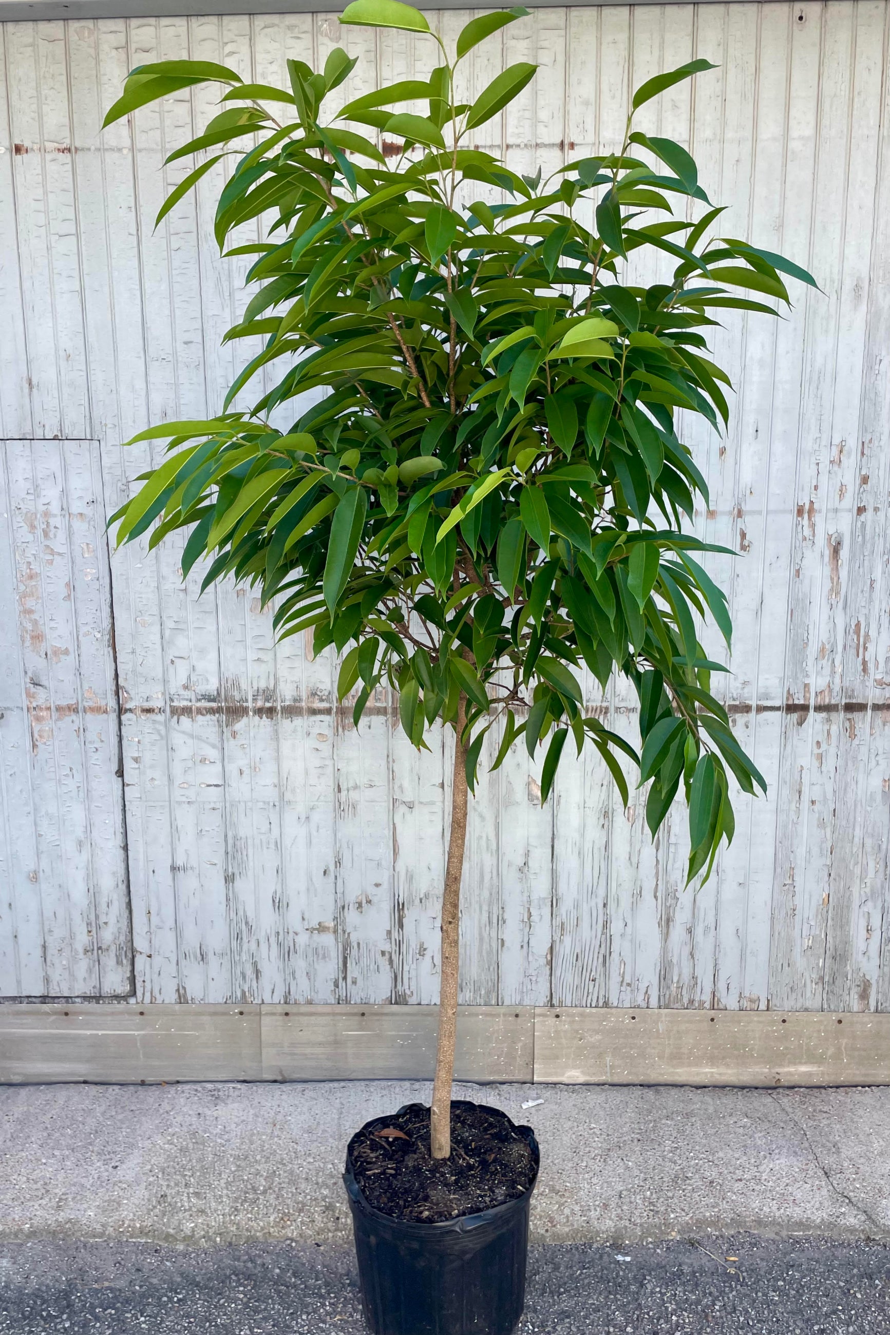 Photo of a tree in a black pot against a gray wall. The tree has an exposed trunk with an arbor of leaves and branches above. Leaves are long, pointed and green. The tree is an Amstel King Ficus. ©Sprout Home