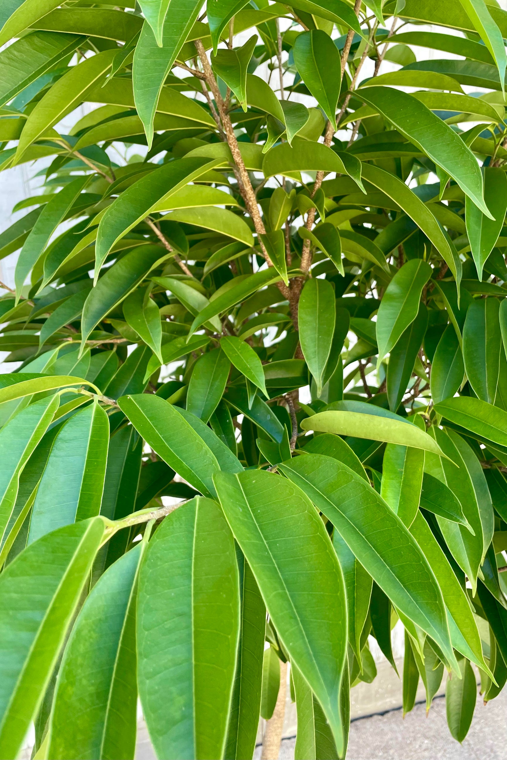 A close photo of dense leaves which are green with a pointed tip. They are the leaves of an Amstel King Ficus tree. ©Sprout Home