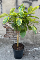 Ficus altissima standard form in a 12" growers pot showing off its green and cream yellow variegated leaves standing in front of a concrete wall. 