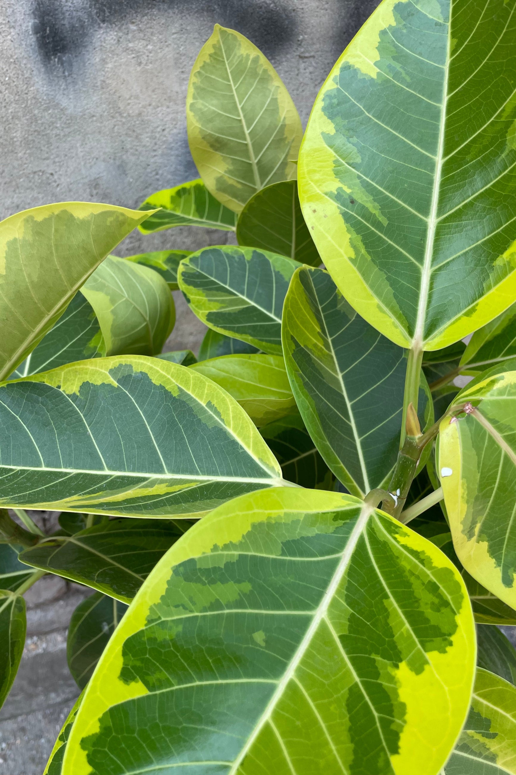 Detail picture of the lemon and green variegated ovate leaves of the Ficus altissima tree.  ©Sprout Home