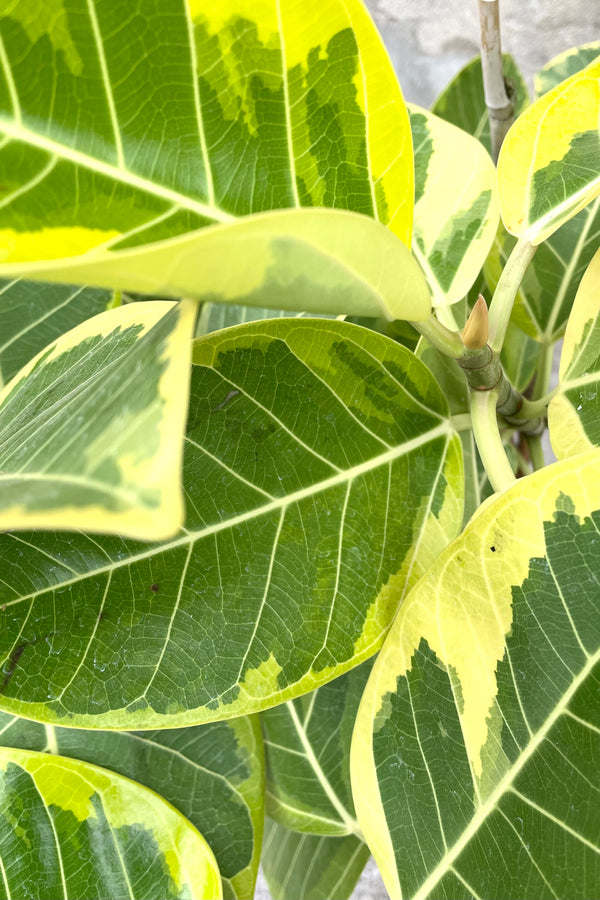 A detailed view of Ficus altissima 'Golden Gem' 10" std 