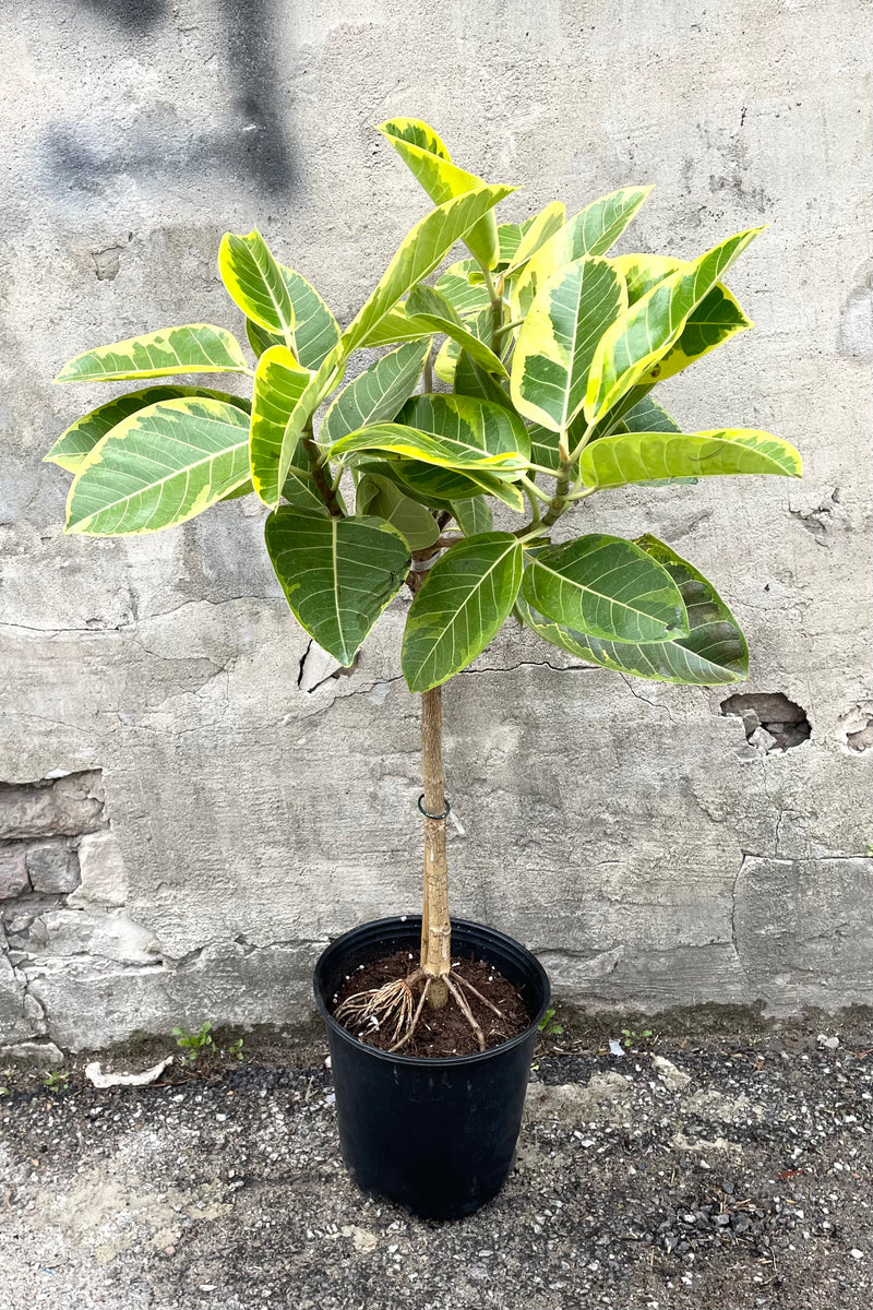 A full view of Ficus altissima 'Golden Gem' 10" std in grow pot against concrete backdrop