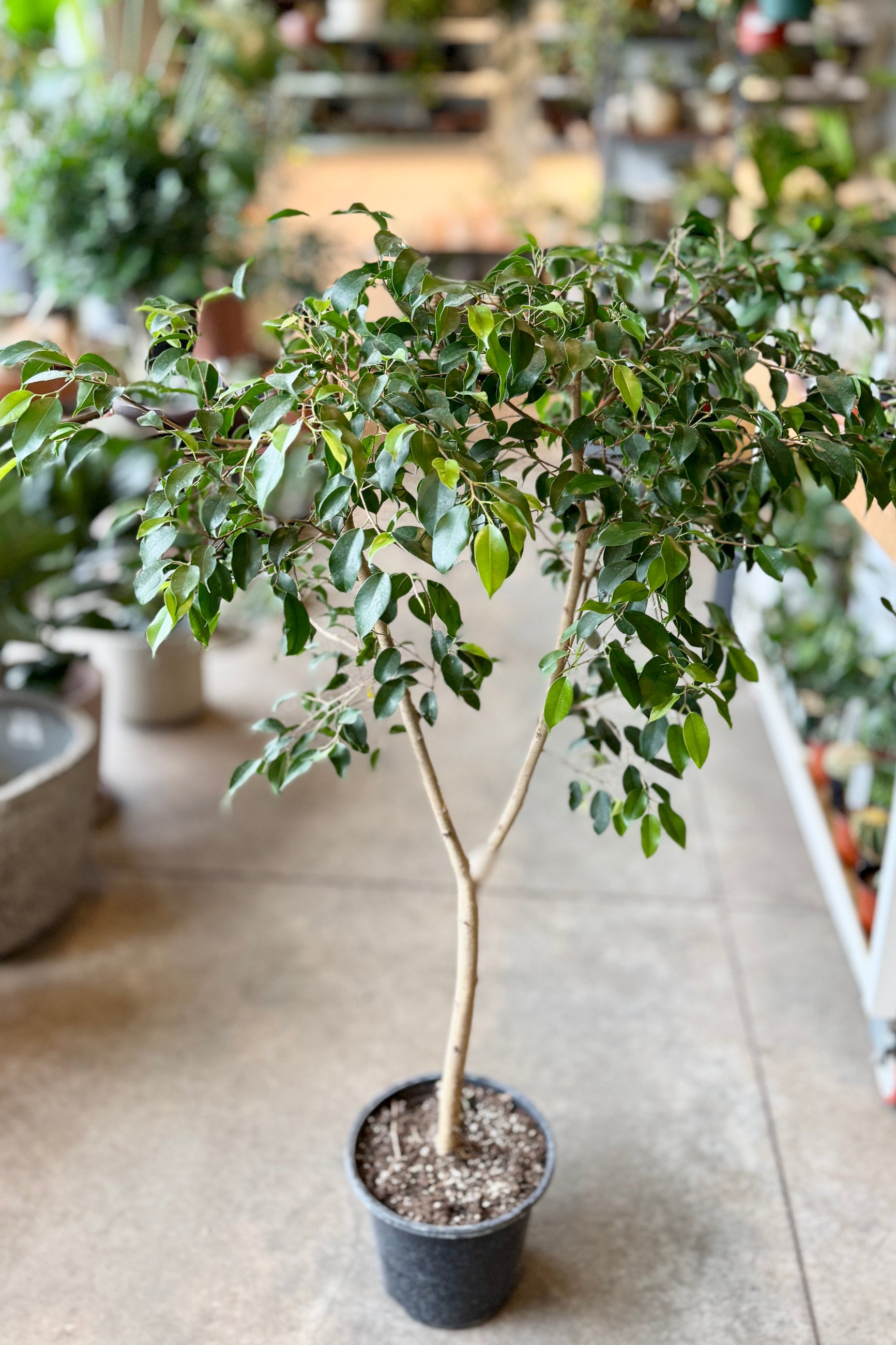 Potted 10' Ficus Benjamina plant in a store setting with blurred background ©Sprout Home
