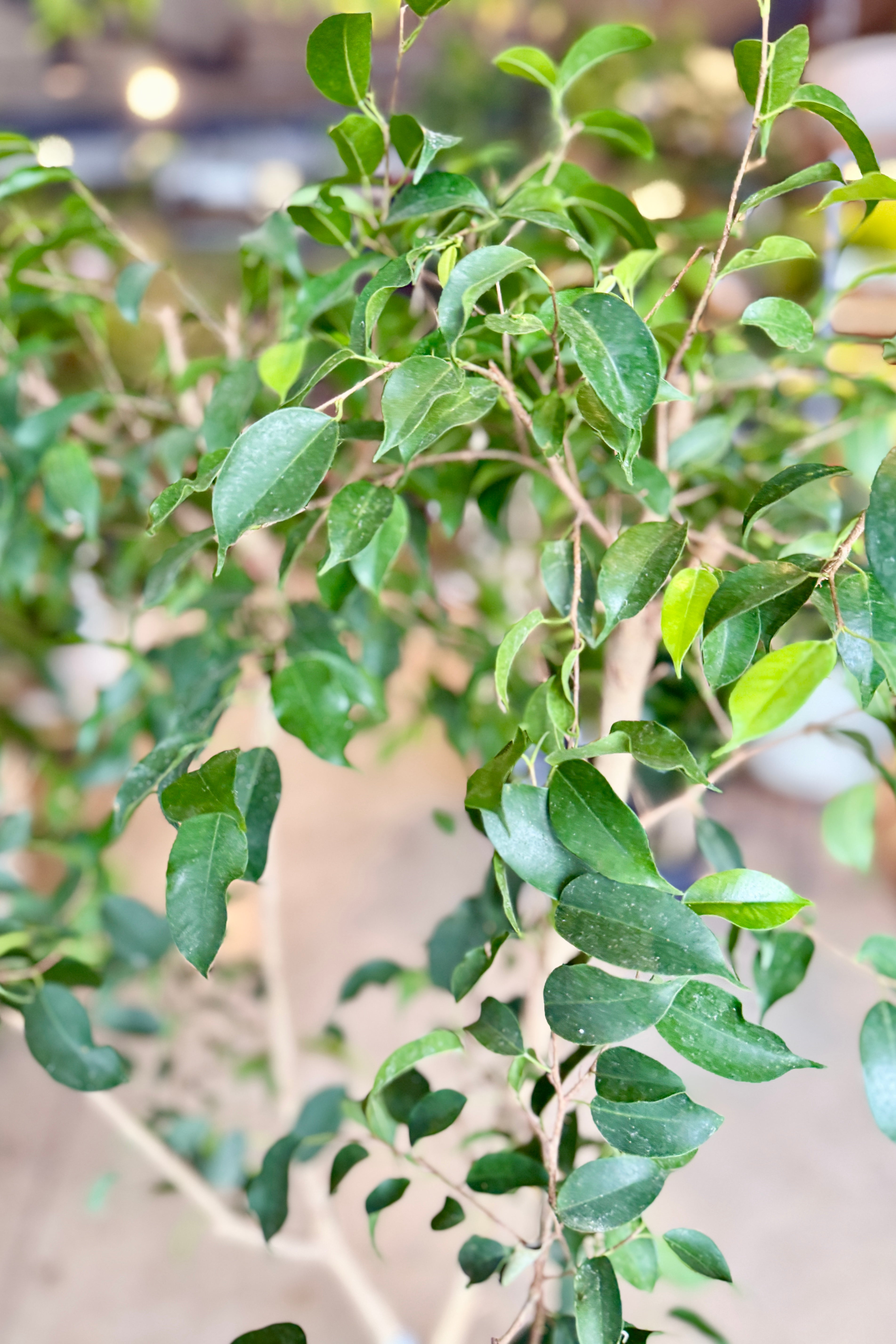 Close-up of Ficus benjamina green leaves with a blurred background ©Sprout Home