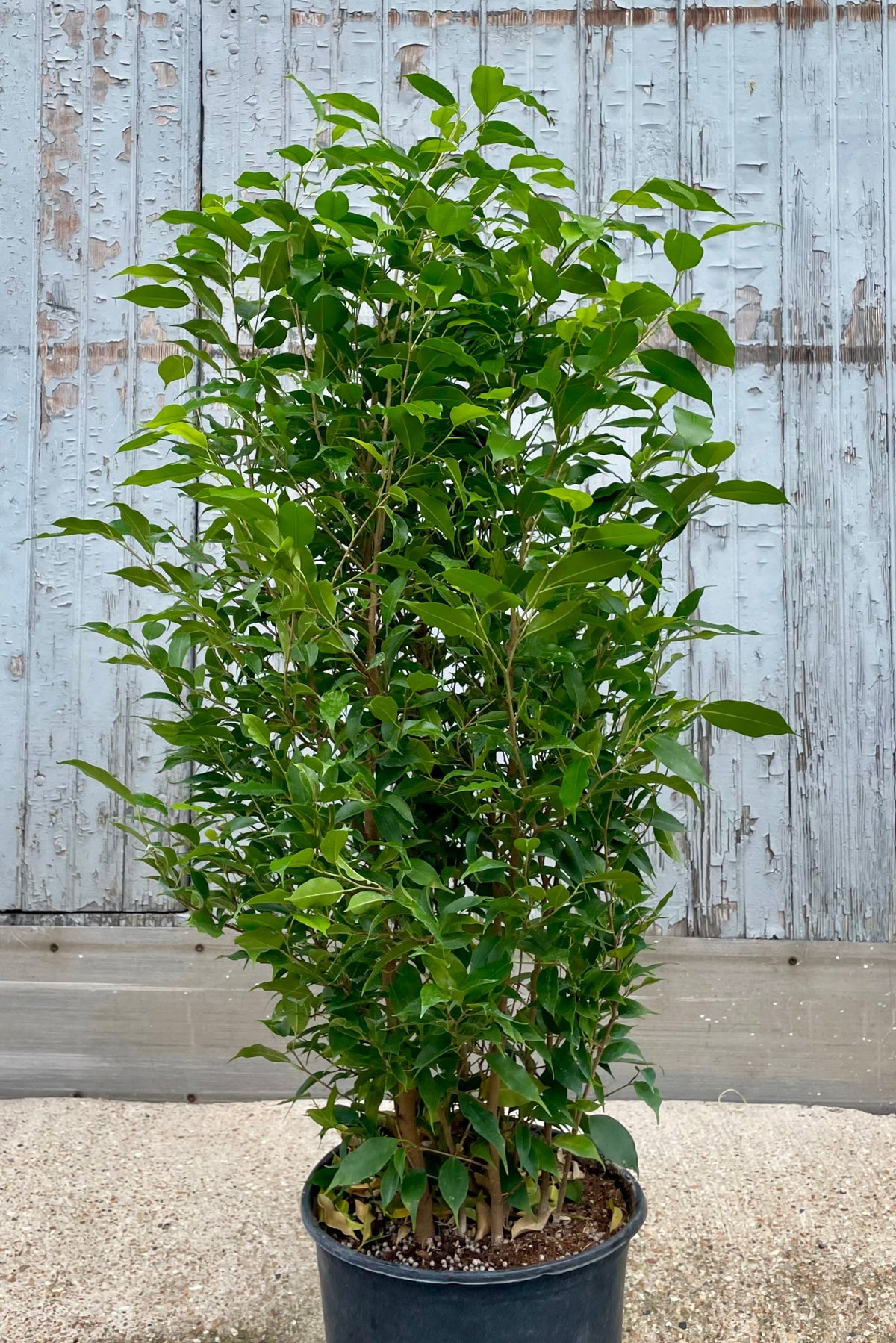 A potted Ficus Benjamina Fig Tree in front of a weathered gray wall ©Sprout Home