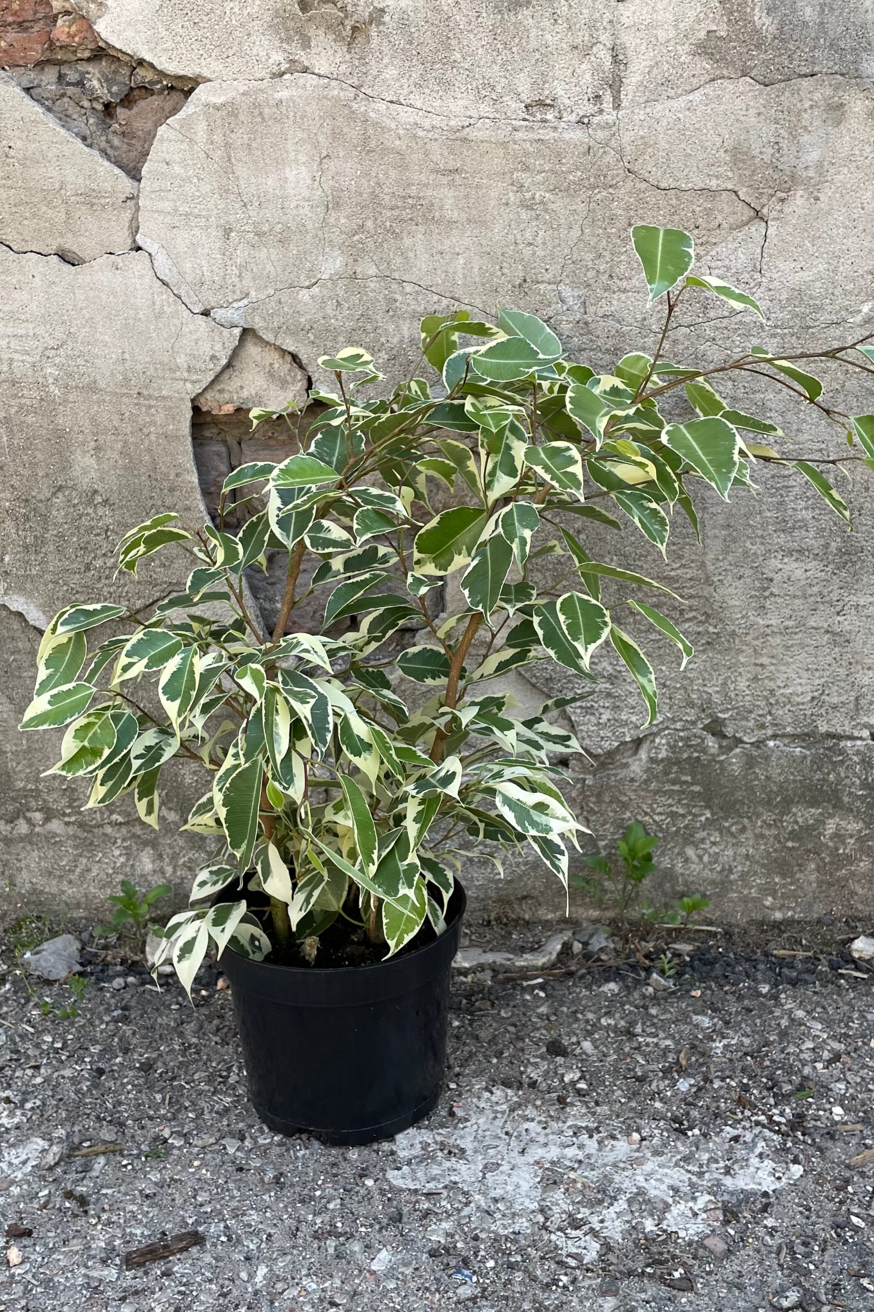 A full view of one variety of Ficus benjamina 6" in grow pot against concrete backdrop ©Sprout Home
