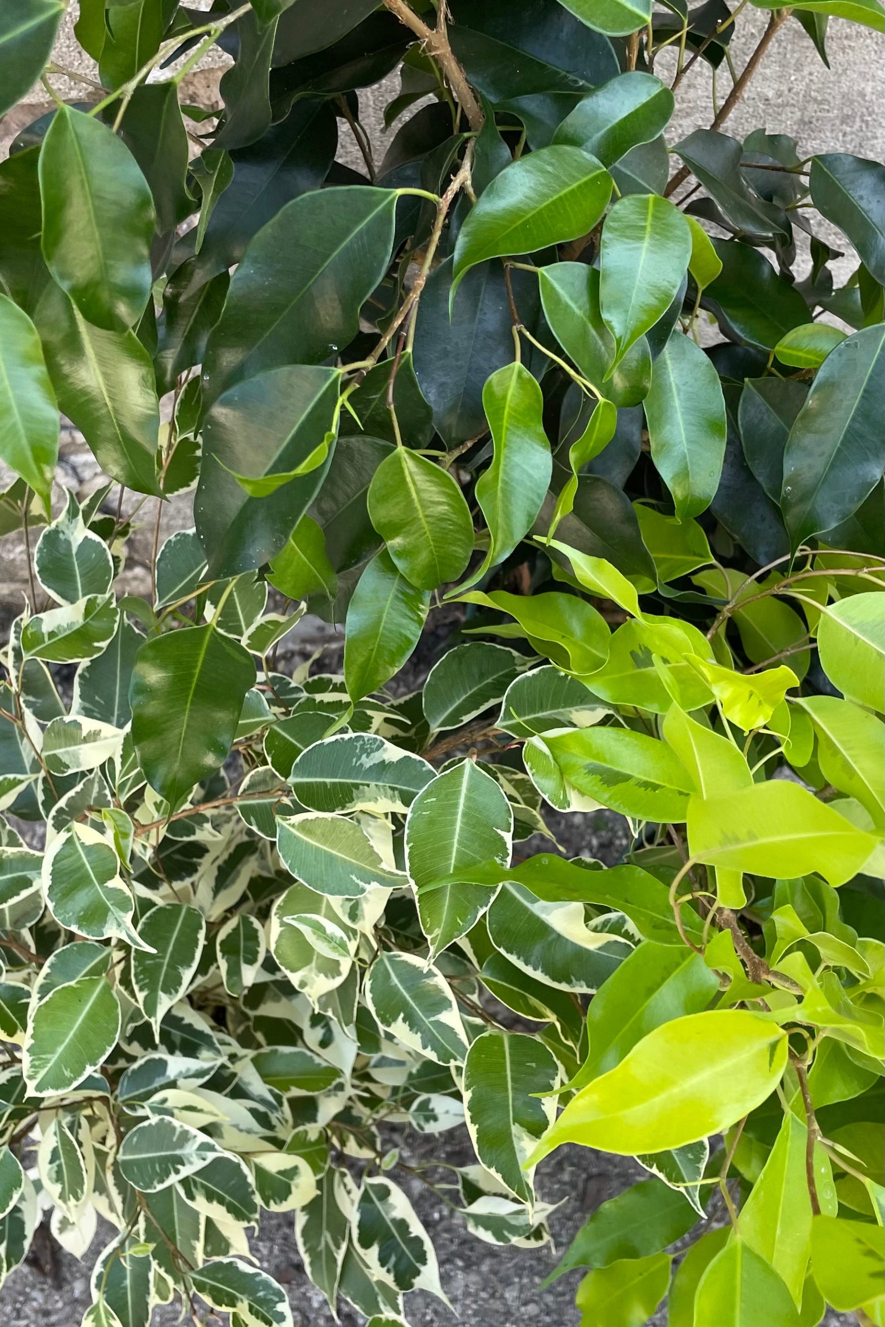 A detailed view of the various Ficus benjamina 6" types   ©Sprout Home