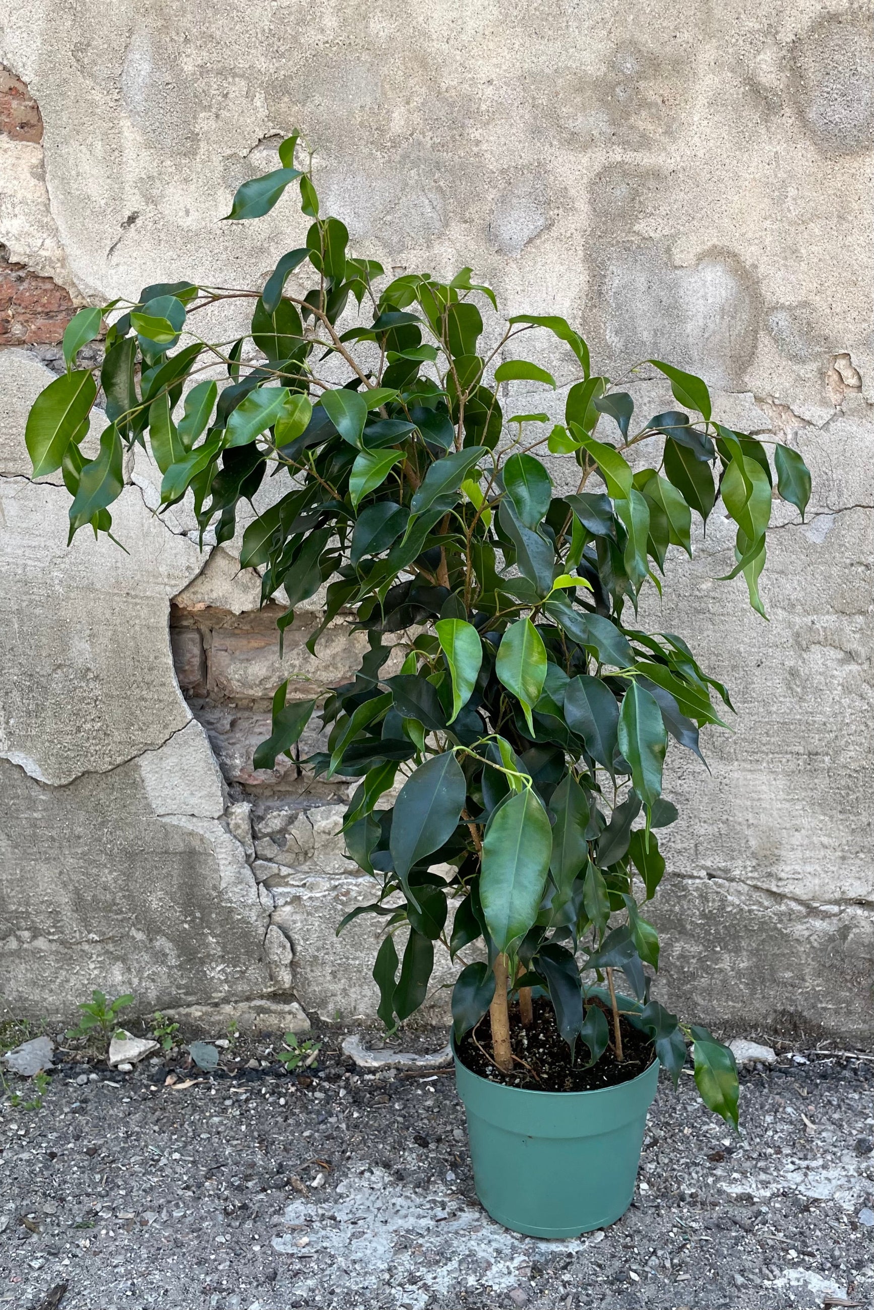 A full view of one variety of Ficus benjamina 6" in grow pot against concrete backdrop ©Sprout Home
