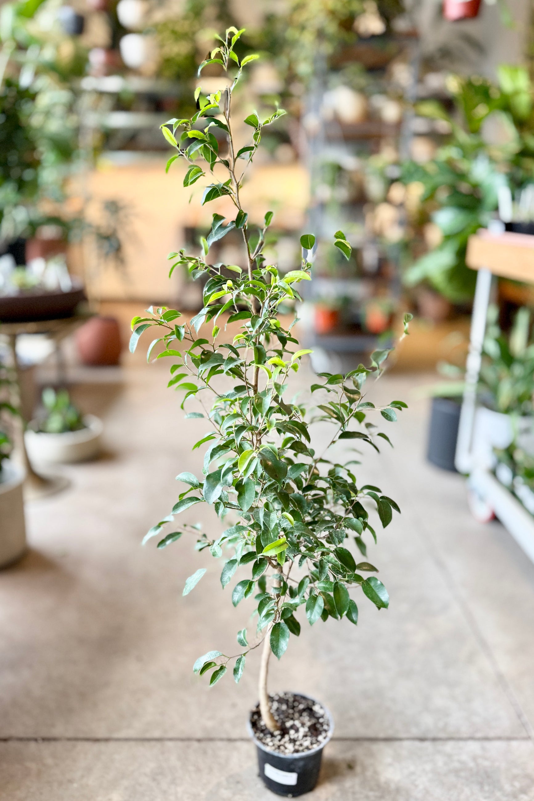 Potted Ficus benjamina standar plant in a greenhouse setting with blurred background ©Sprout Home