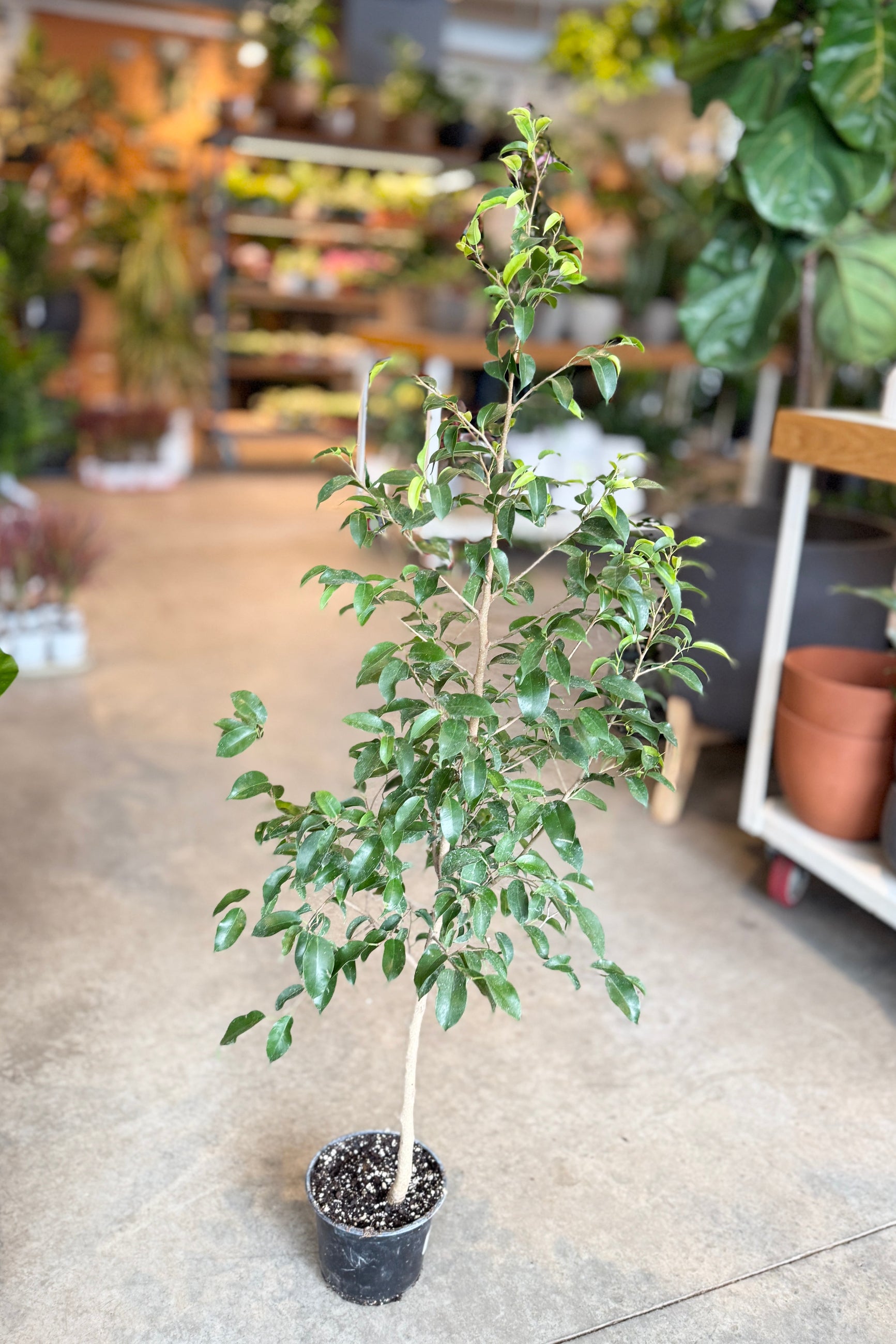 Potted Ficus benjamina plant in a 6" growers pot in the store setting with shelves and other plants in the background ©Sprout Home