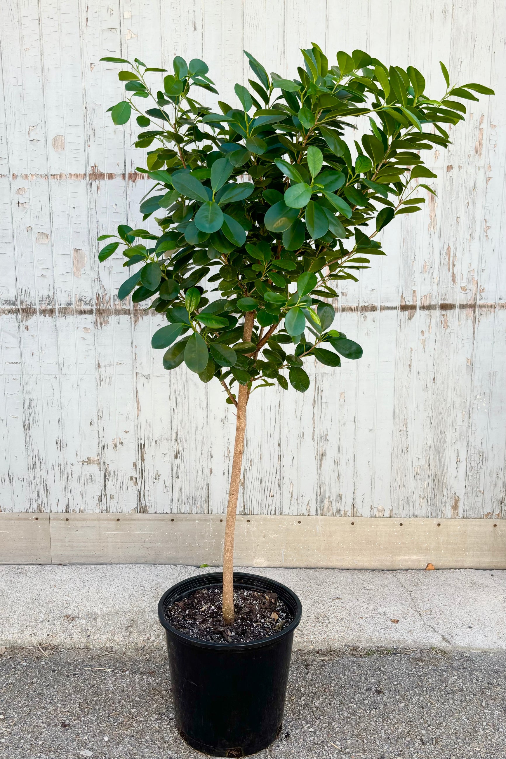 Full view of Ficus benjamina 'Daniella' featuring a canopy of dark green leaves in a whorled arrangment along the stems against grey background at Sprout Home ©Sprout Home