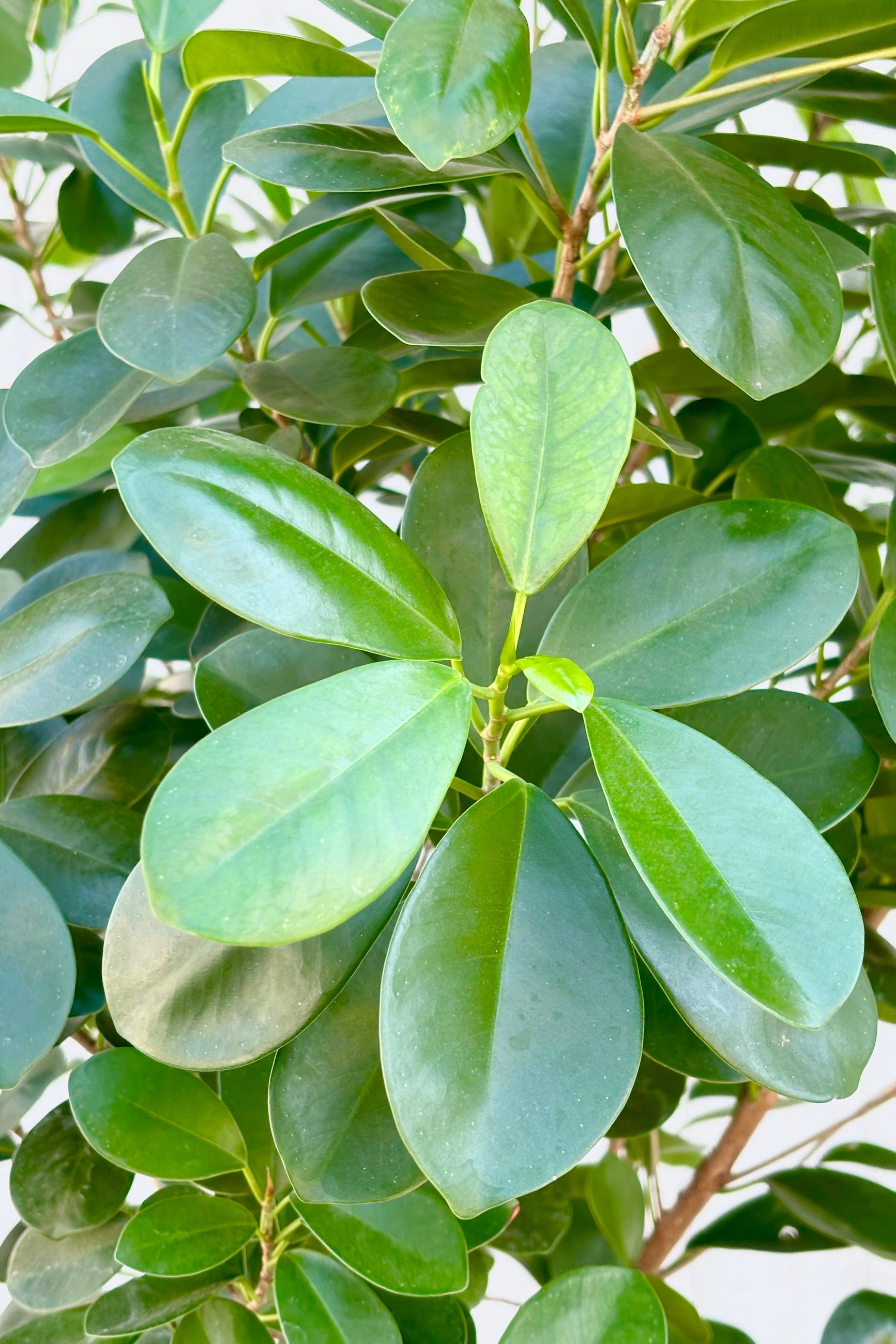 Close up of dark green whorled arrangment of leaves on Ficus benjamina 'Daniella' at Sprout Home ©Sprout Home