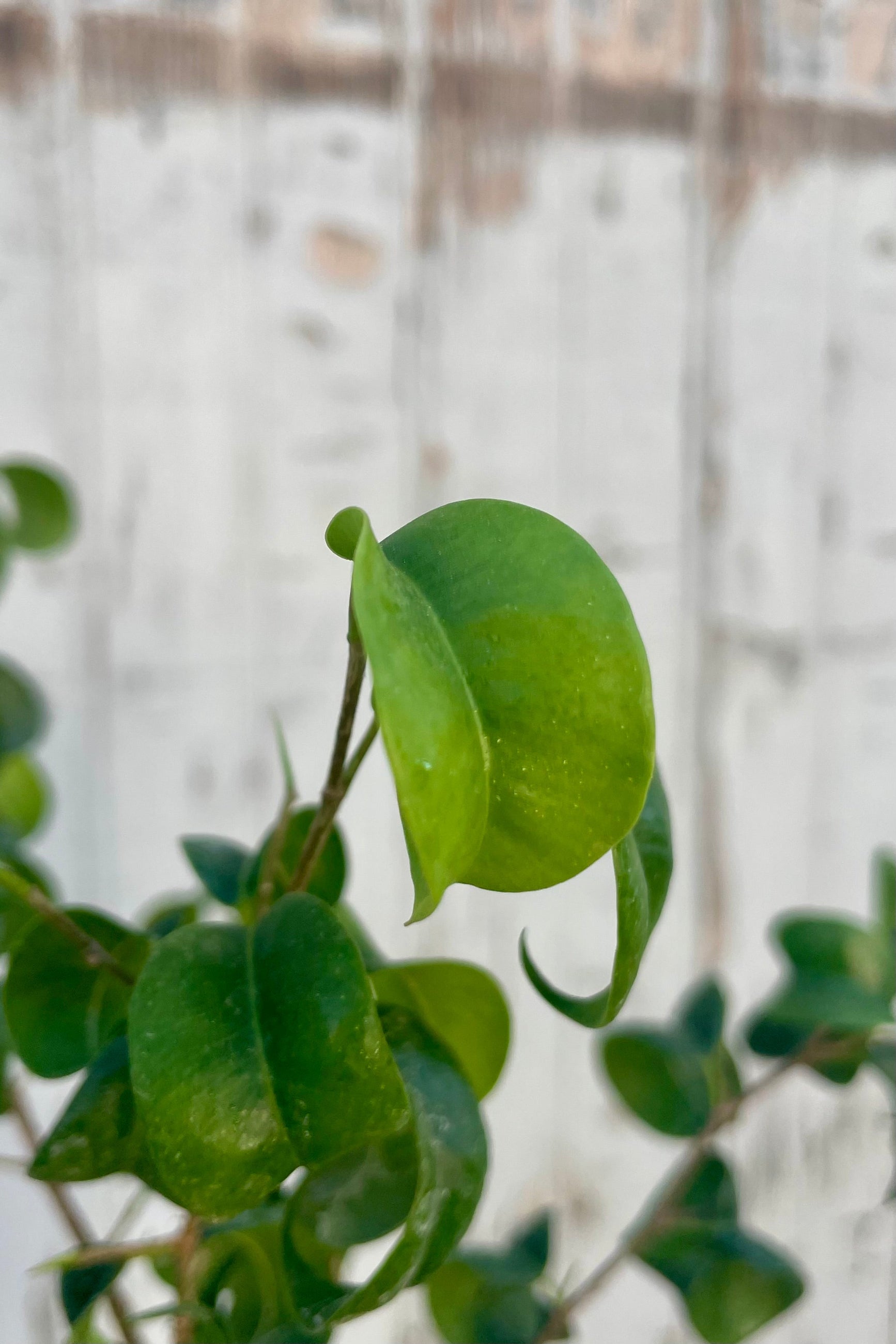 Close view of a curved green leaf in front of a wooden wall ©Sprout Home