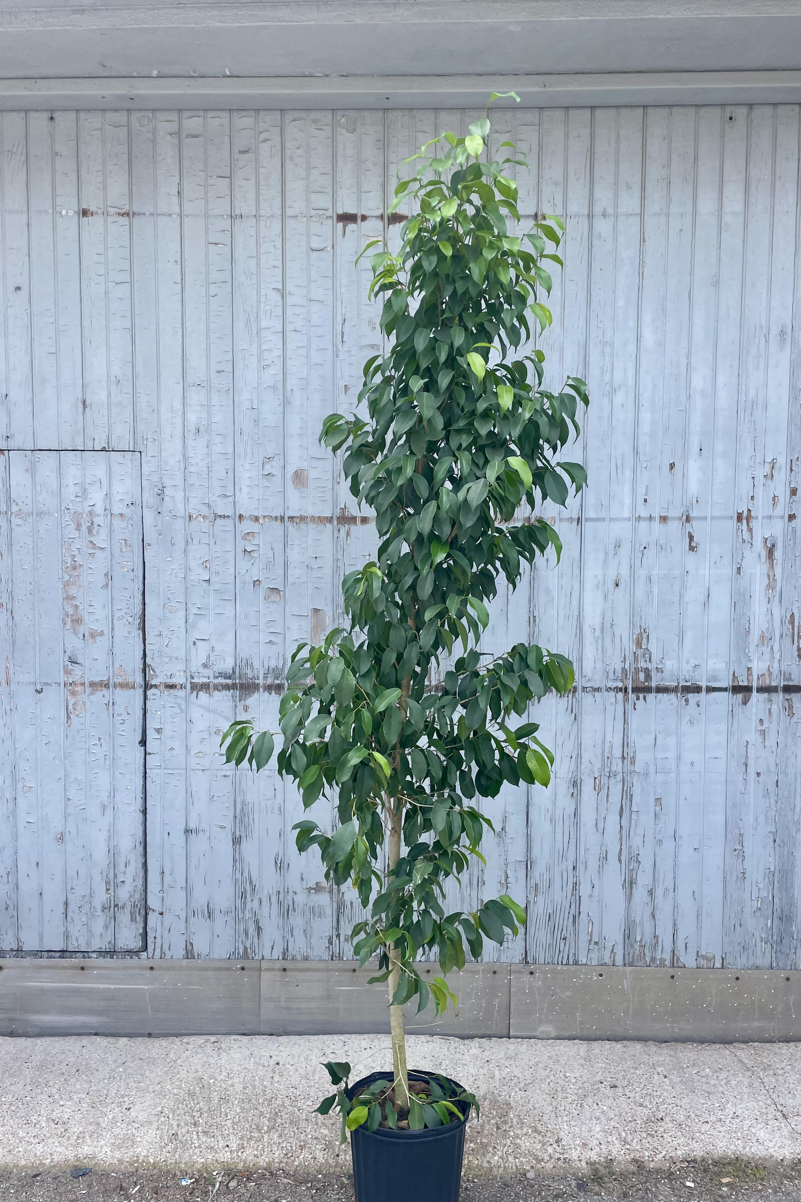 Photo of a Tree in a black pot against a gray wood and cement wall. The tree is very narrow in shape and very tall with small rounded green leaves. The tree is Ficus benjamina 'Spire.'