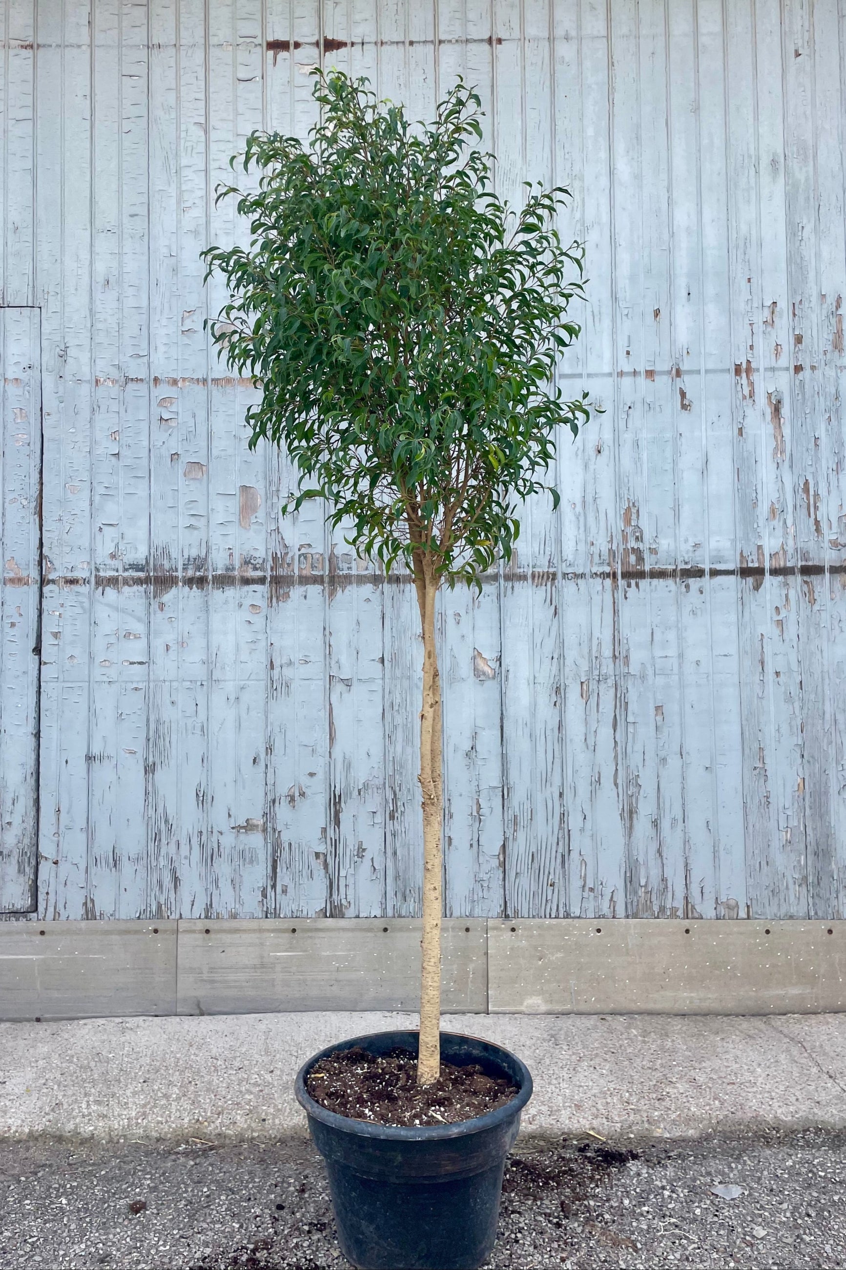 Photo of a Ficus benjamina 'Too Little' tree in a black pot in front of a gray wall. The tree shows an exposed trunk with an arbor of tiny green leaves above.
