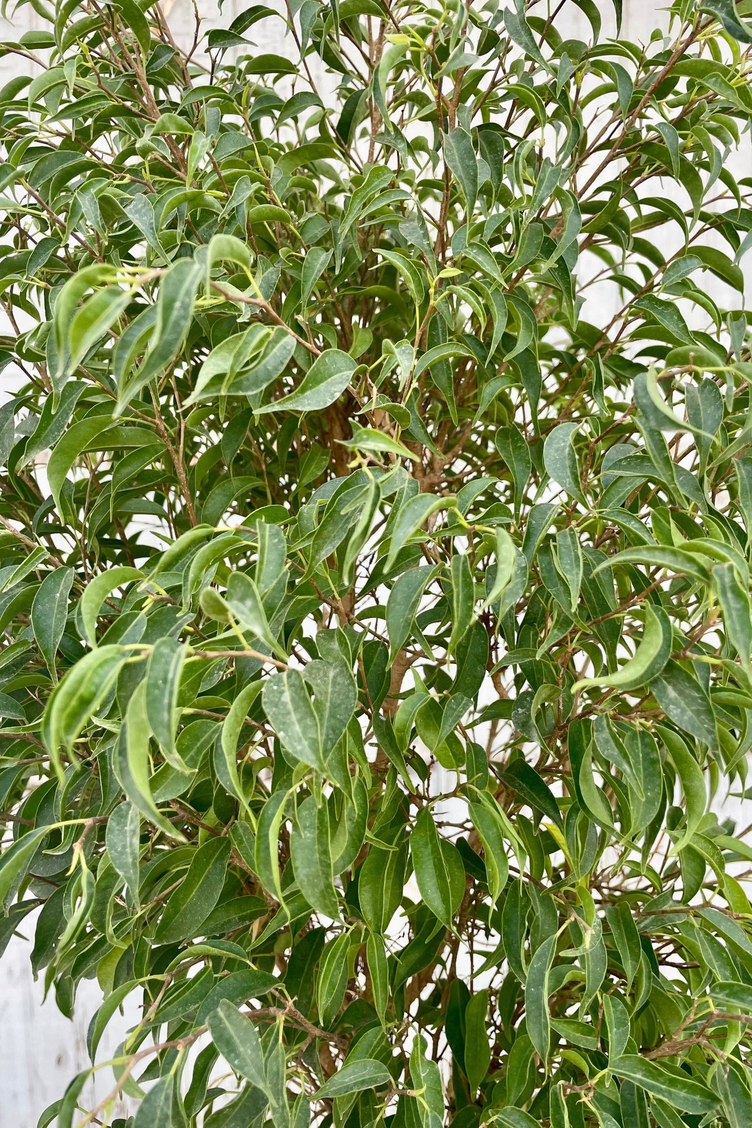 Photo of dense, small green leaves in front of a gray wall. Ficus benjamina leaves. 'Too Little' cultivar. ©Sprout Home