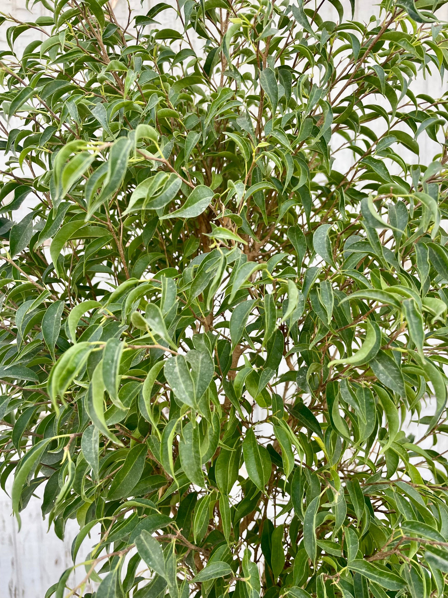 Photo of dense, small green leaves in front of a gray wall. Ficus benjamina leaves. 'Too Little' cultivar.