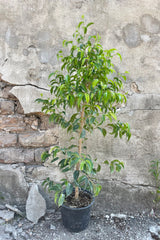 Photo of the small green leaves of Ficus benjamina 'Too Little' Fig tree in a black nursery pot against a gray cement wall.