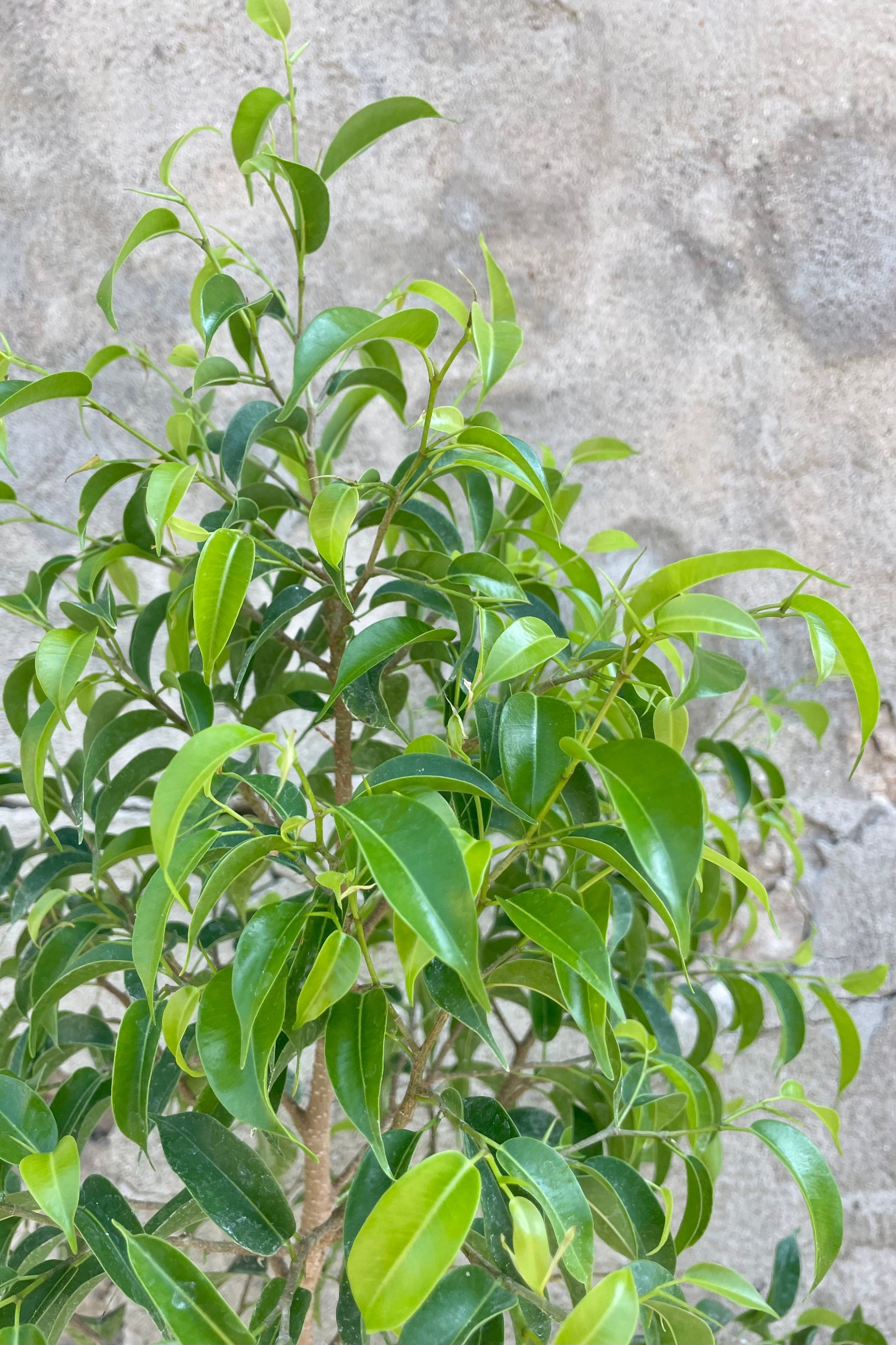 Close photo of the many small green leaves of Ficus benjamina 'Too Little" Fig treea gainst a gray cement wall. ©Sprout Home