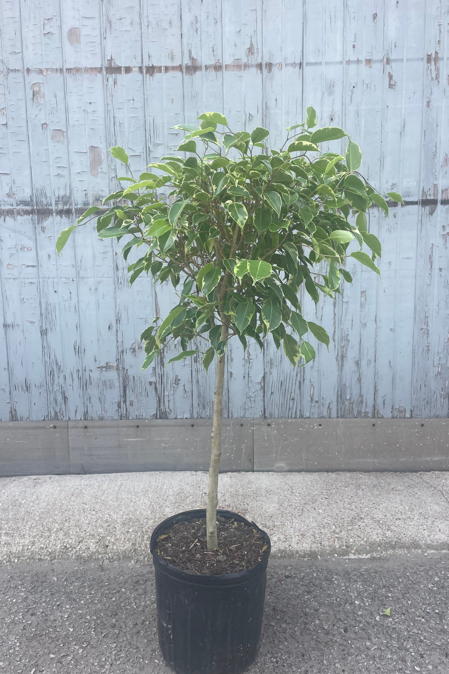 Photo of a tree with an exposed trunk and arbor above. Its leaves are small and pointed marked with green and white. The tree is a variegated Ficus benjamina. It is shown in a black pot in front of a gray wall. ©Sprout Home