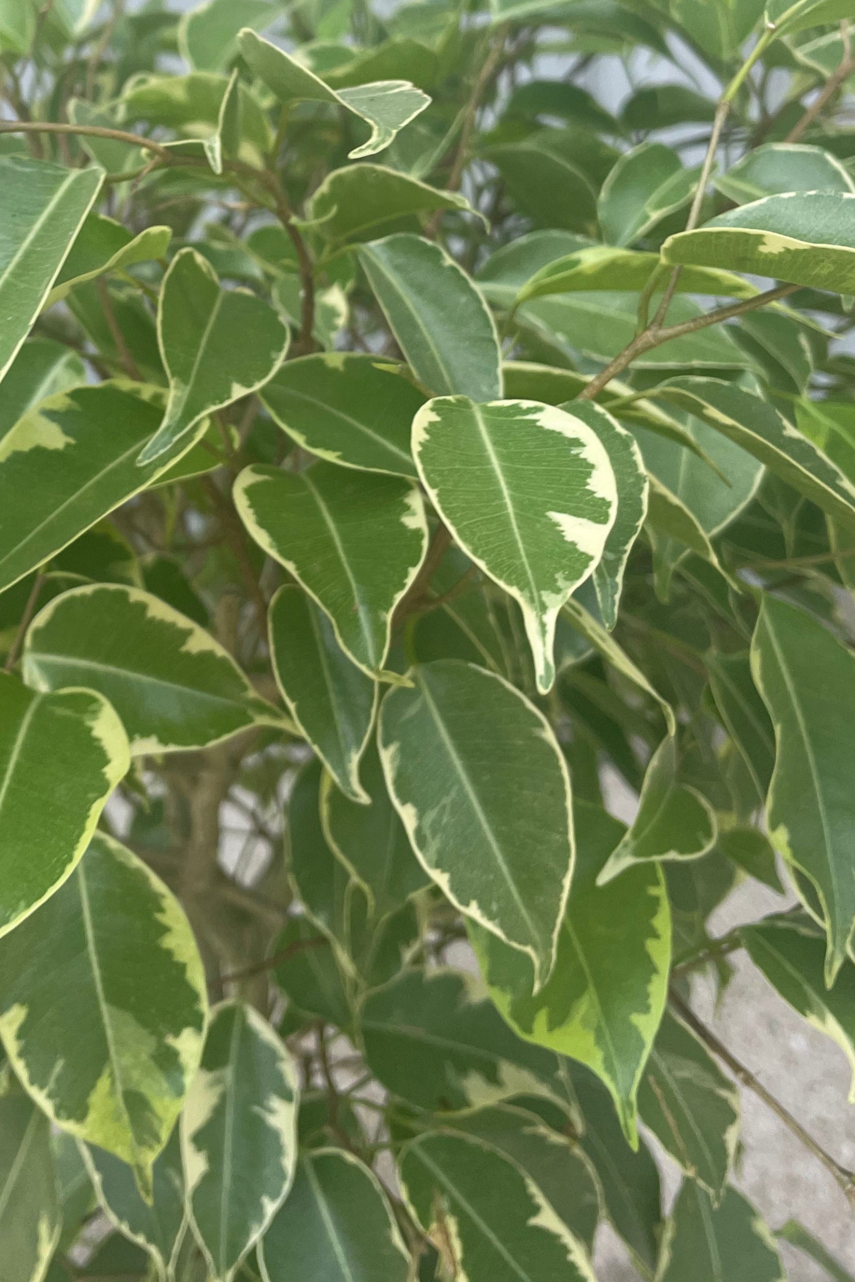 Close photo of dense green and white leaves of Ficus bengamina. They are variegated leaves. ©Sprout Home