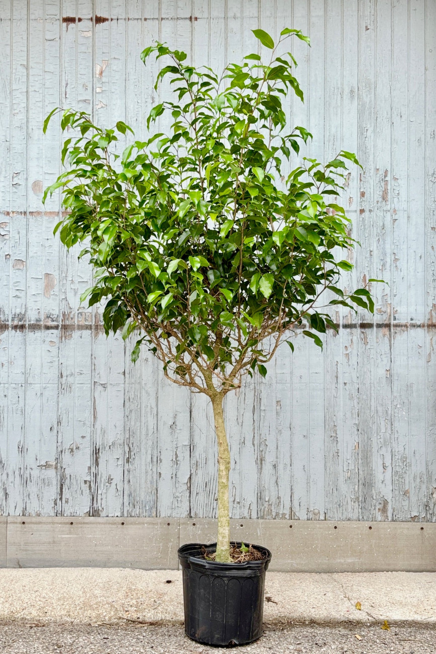 Ficus benjamina ‘Wintergreen’ in a 12" pot against a grey wall  ©Sprout Home
