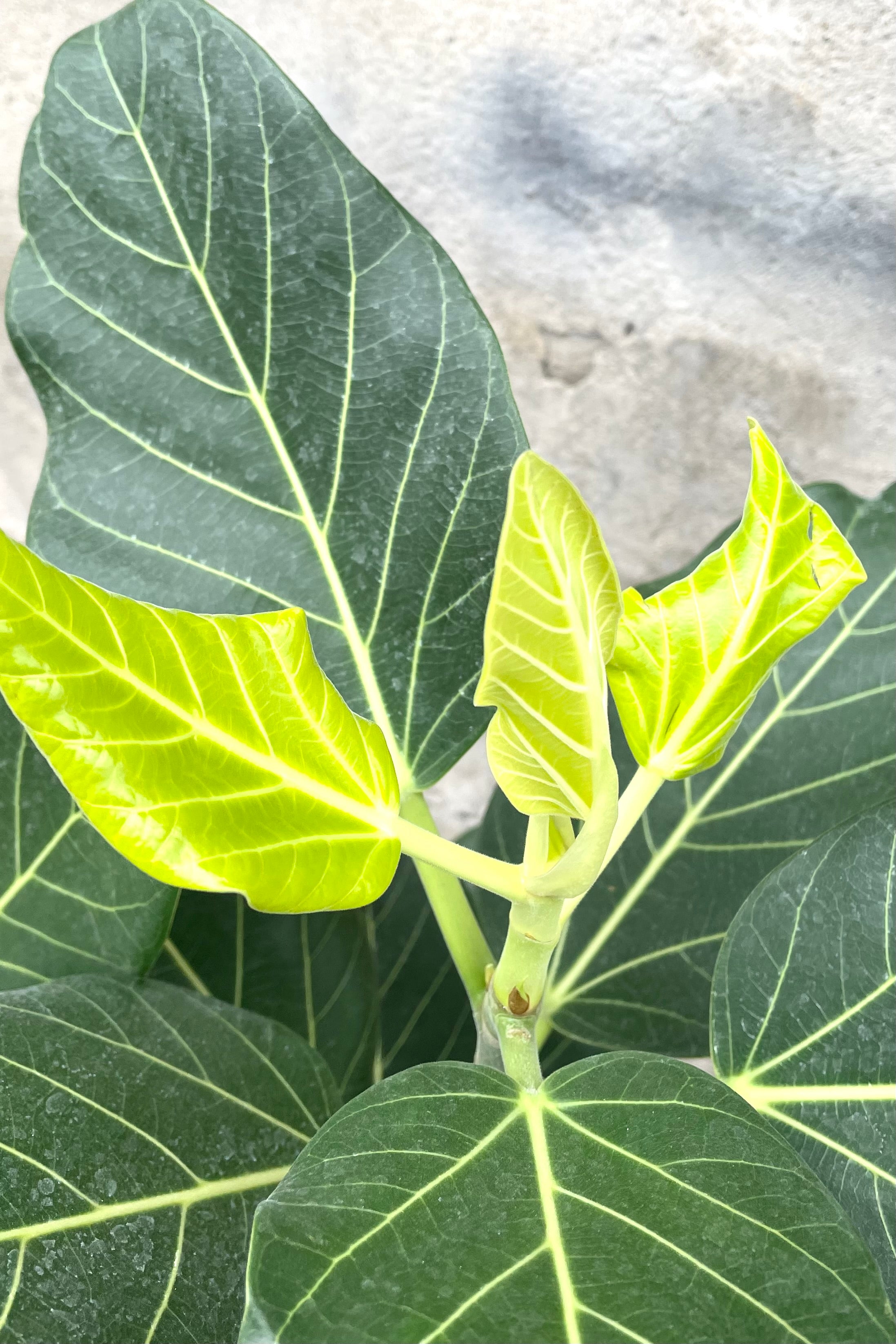 A detailed view of Ficus benghalensis 'Audrey' 10" column against concrete backdrop